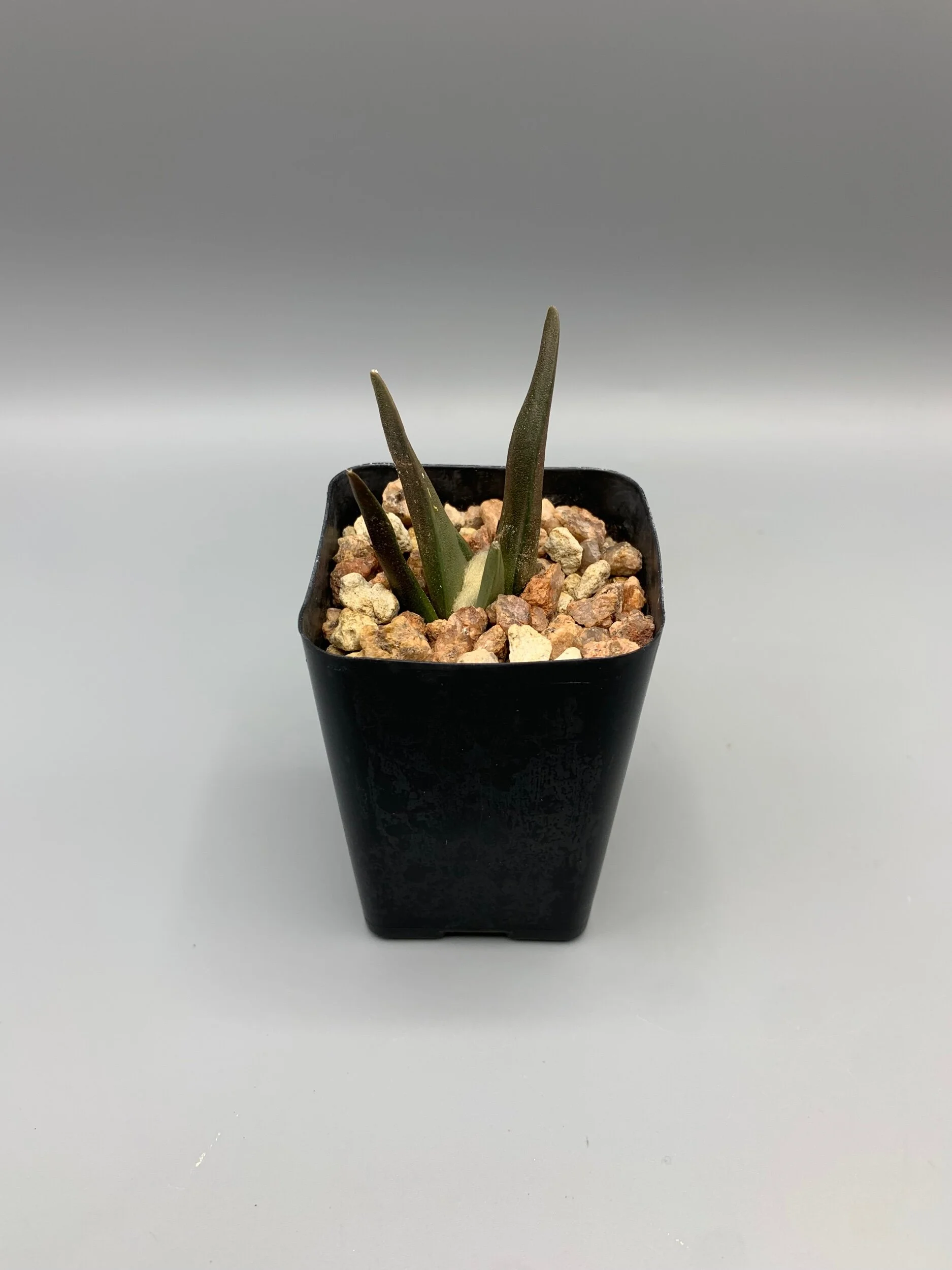 43EAF9F9-87F3-4DF7-9822-825DC0F0239B