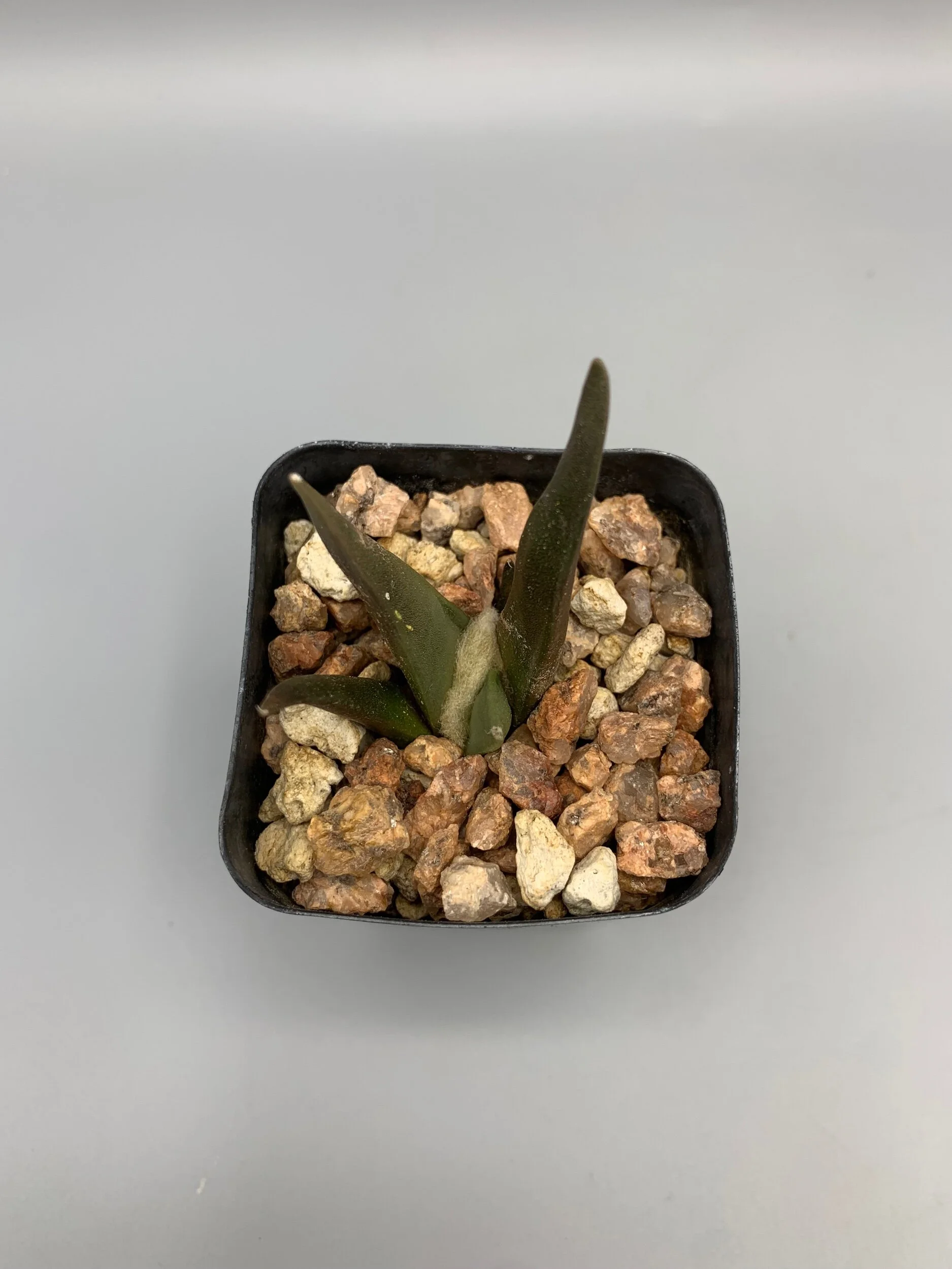 A1565EC1-7680-4EFD-8462-32BB72AD348D