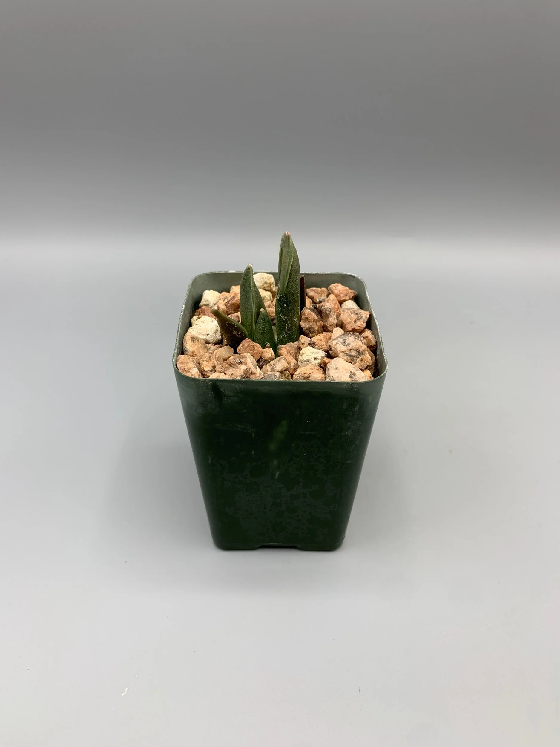 FCD4E2DD-1DBE-4747-8EFE-40432EEAA43A