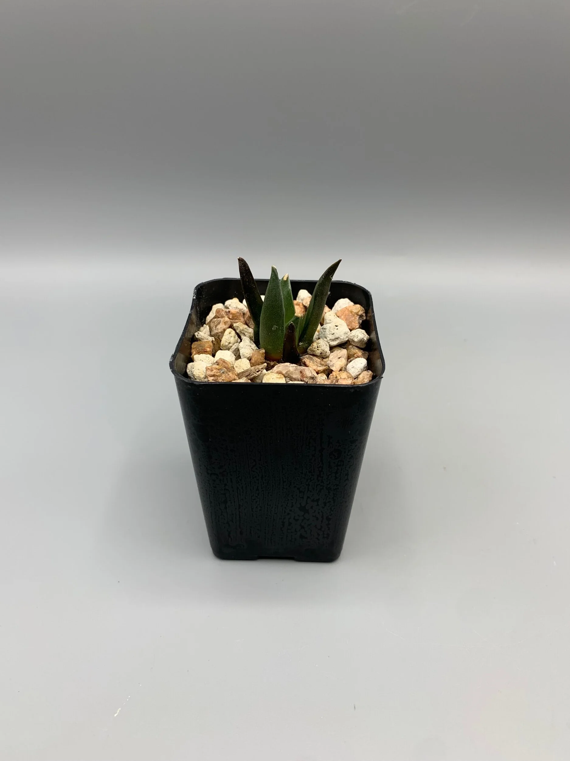 4EC1E92A-432D-40BD-ADA7-777ED7B65EA6