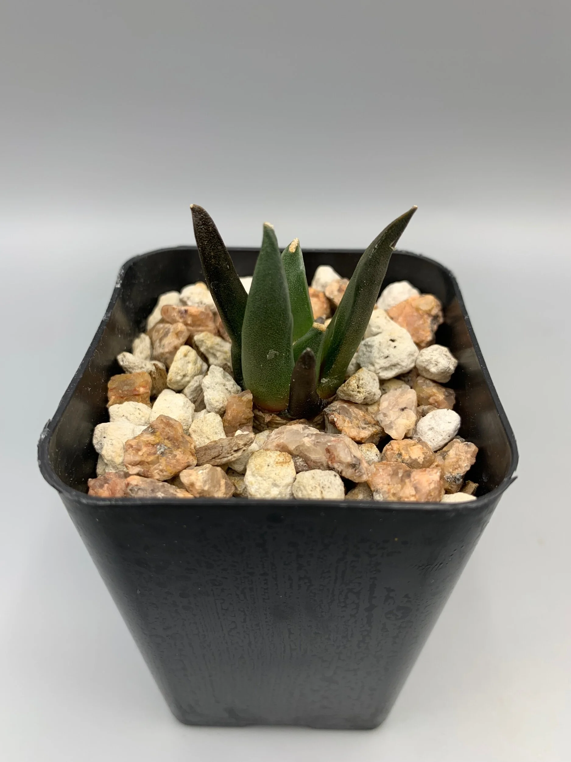 EE922B0B-A26B-4513-AC00-20994203D7A5