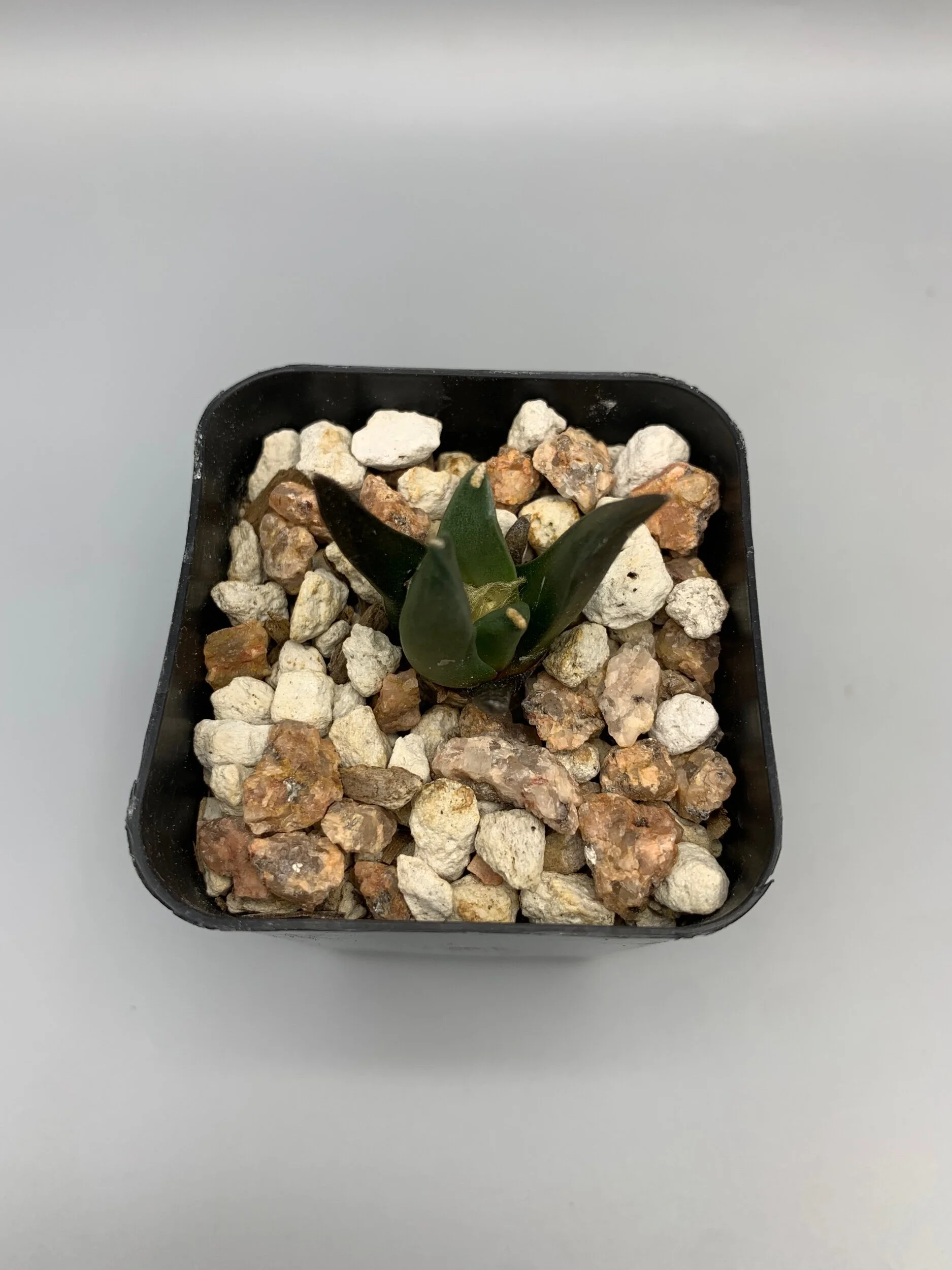 D8492097-52C6-45BD-AD5E-7D2173ED4004