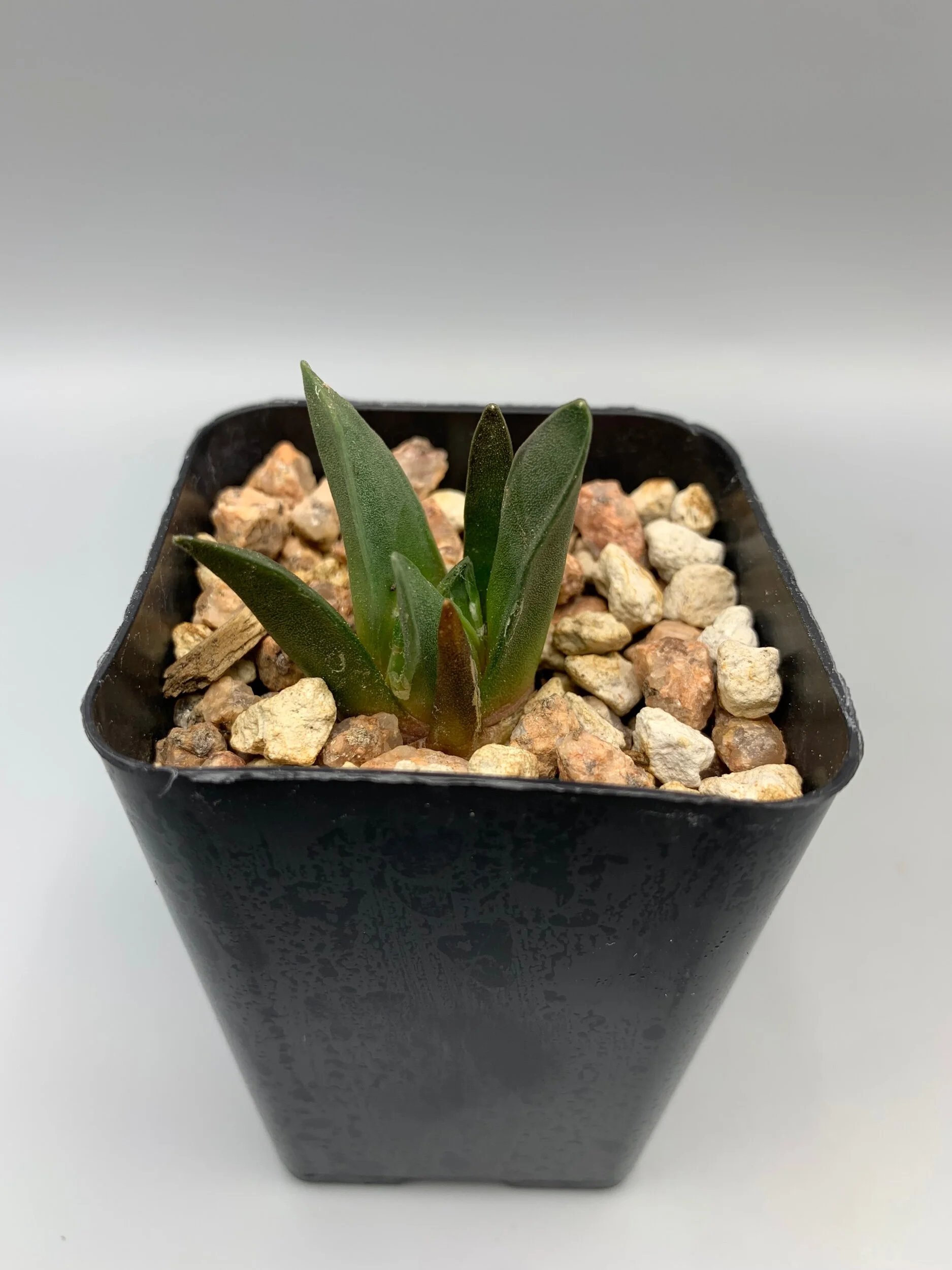 43136BD1-AE12-402D-B05D-735C9FCCDDFD