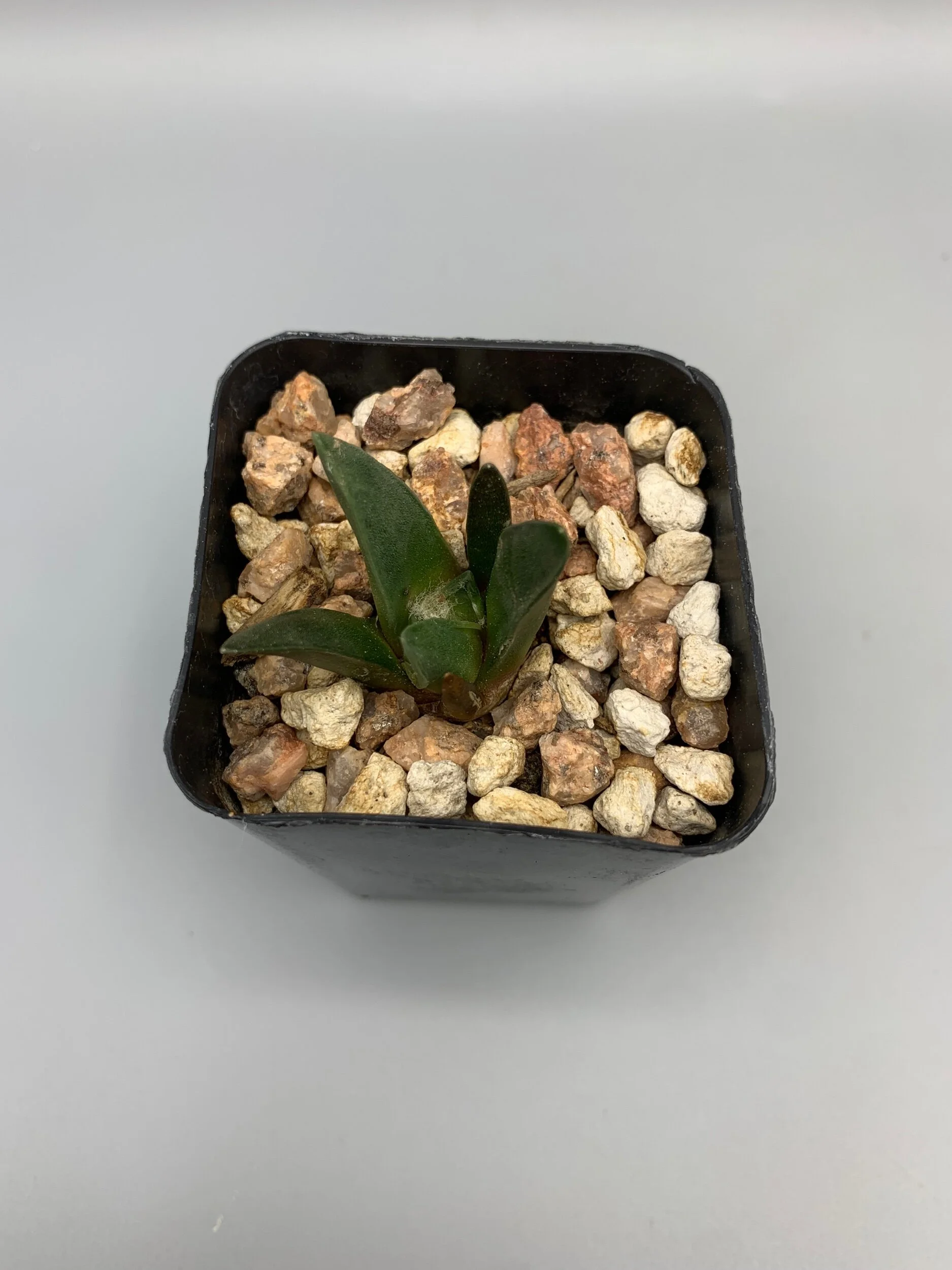 893ECC72-2501-4D8F-8119-74C6F5B3B602