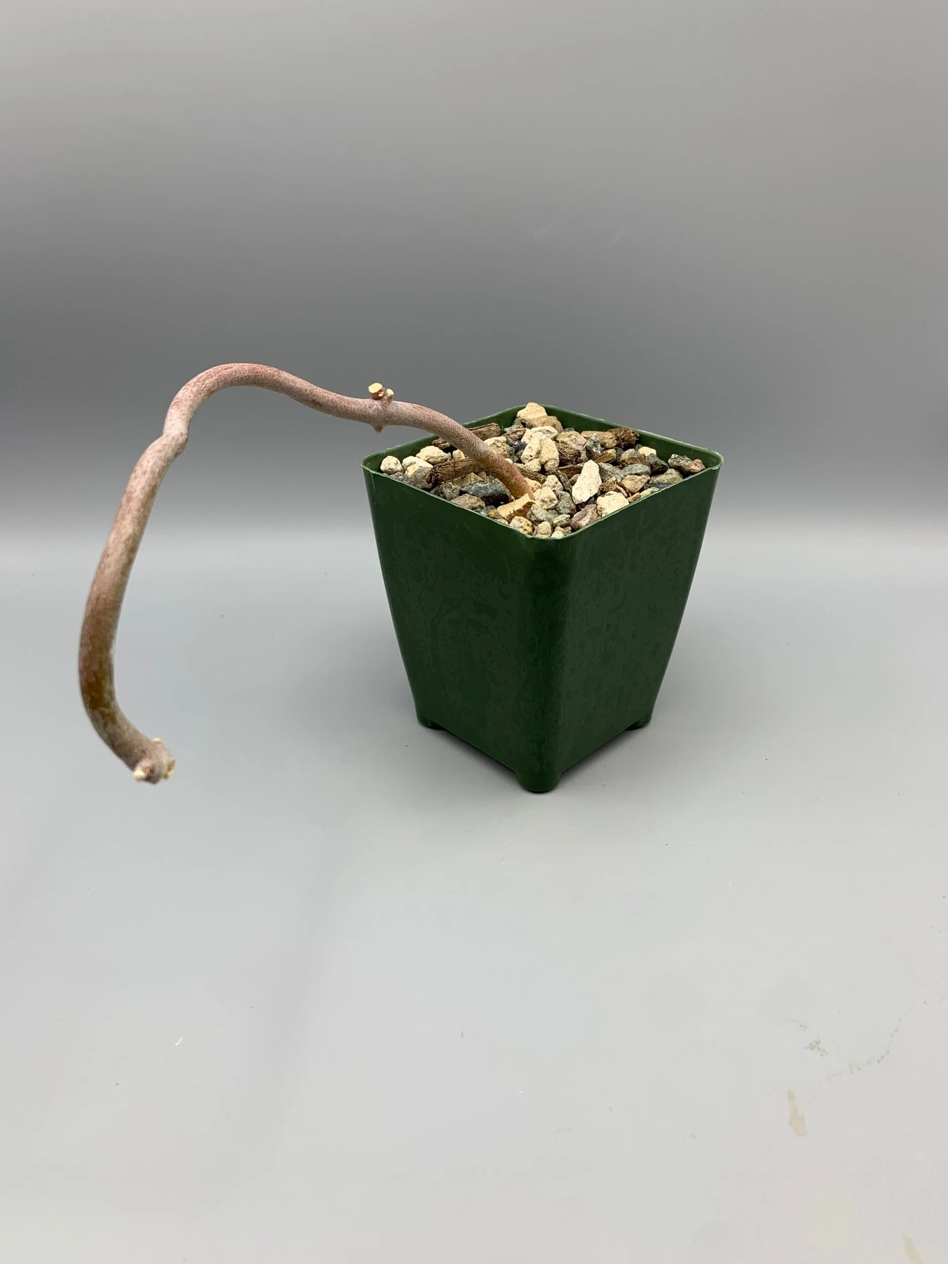 FF258825-3175-4214-97E5-122EC9E3A073