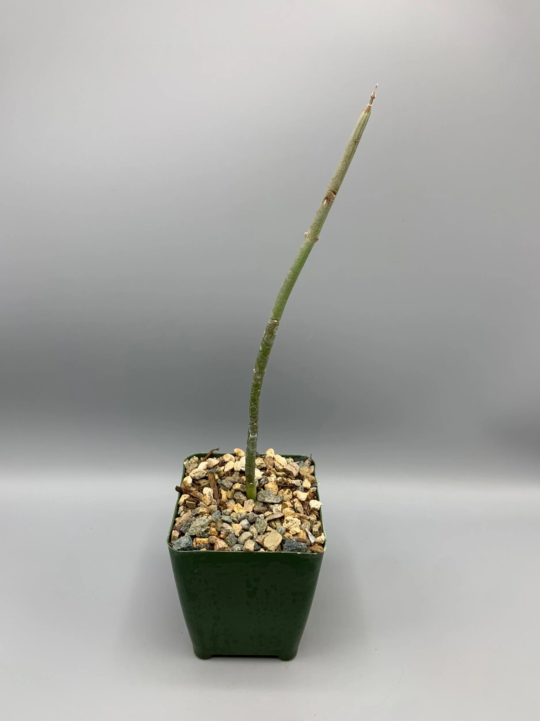 55E33945-48B2-4AB8-9436-BF2BFF8FA96F