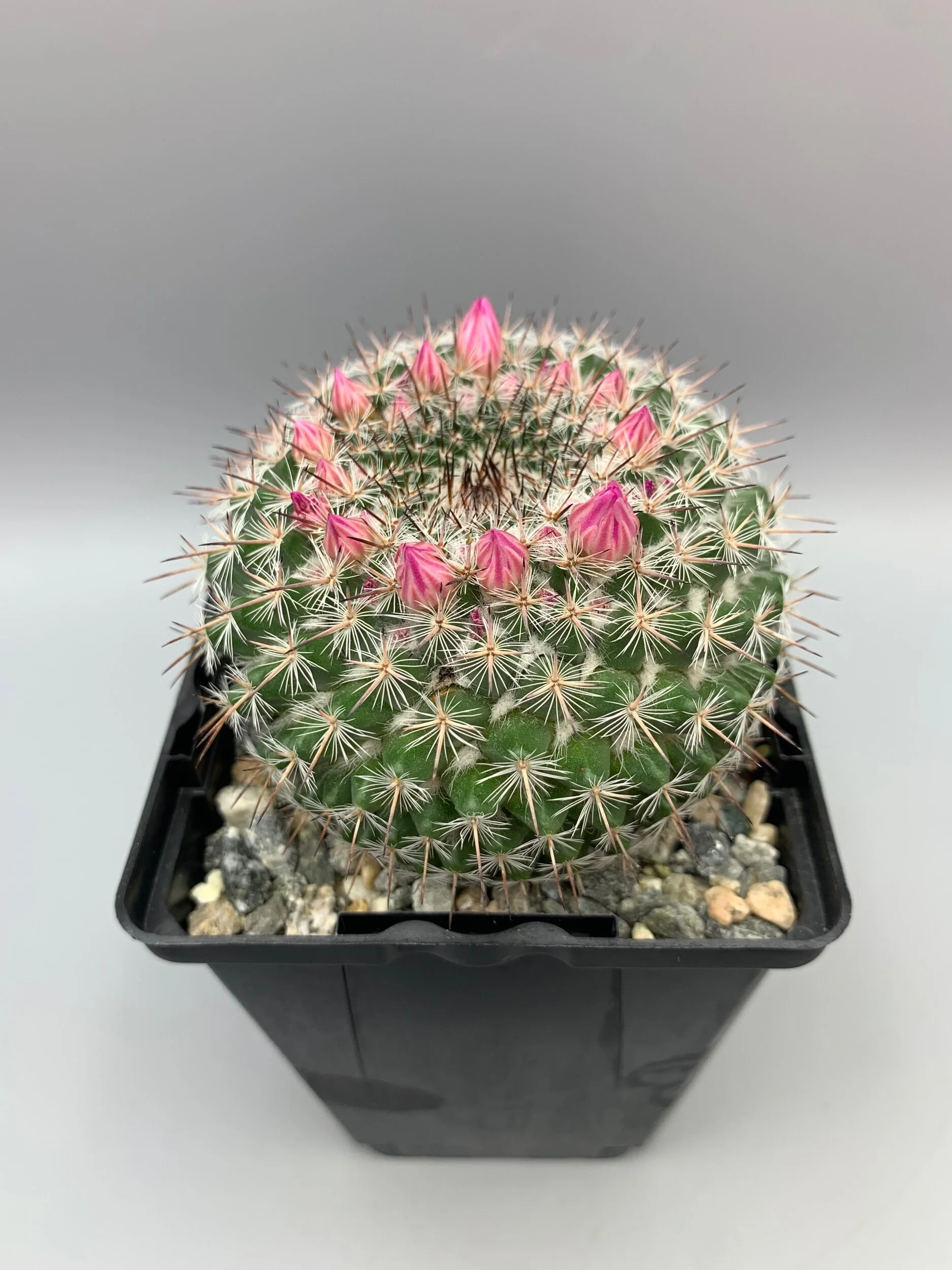 E893D3F9-C0C9-4499-8A02-0EB507002A52