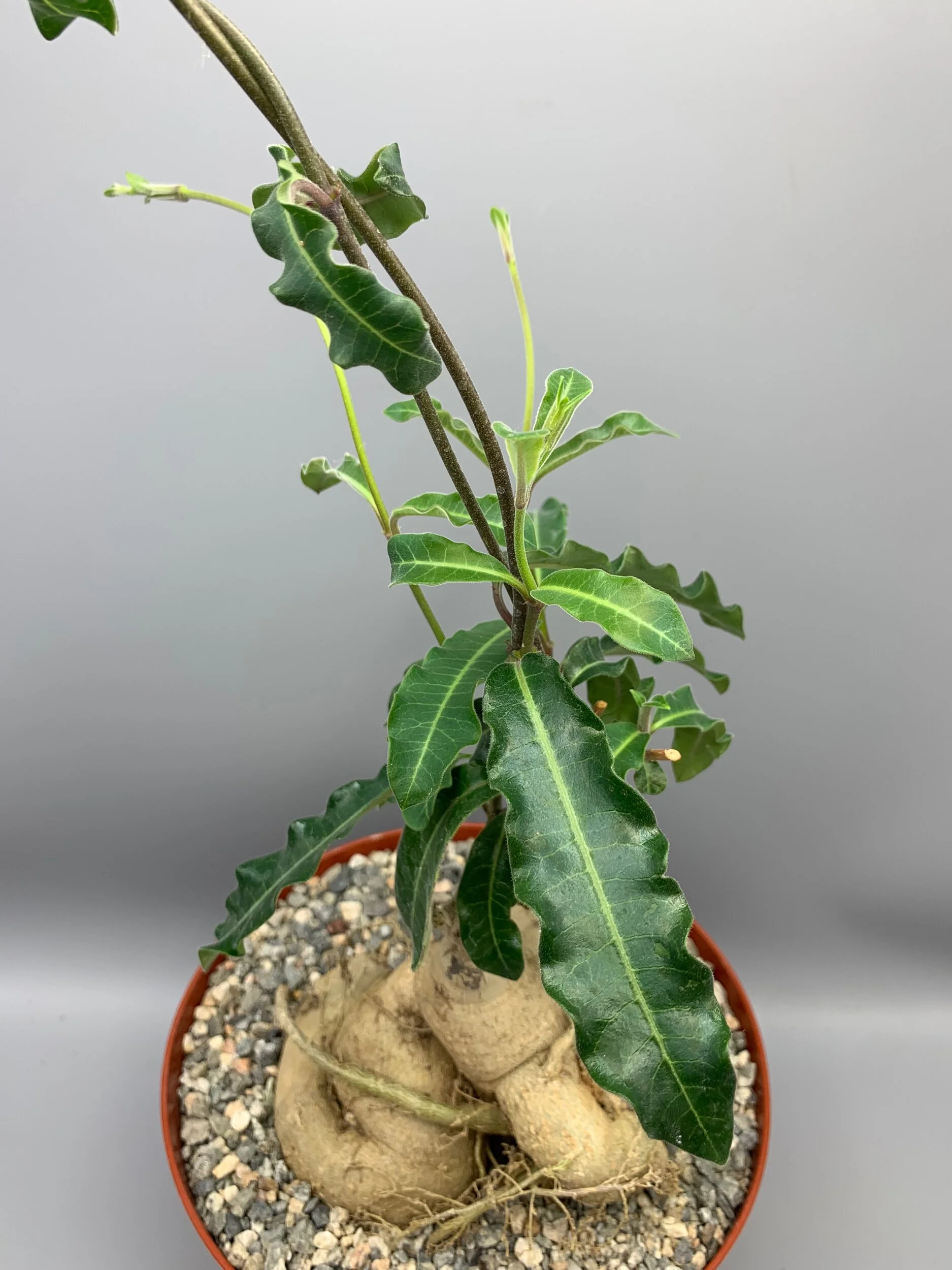 F4DB0D11-BEEA-4352-B5BA-53AE5B39EFDC