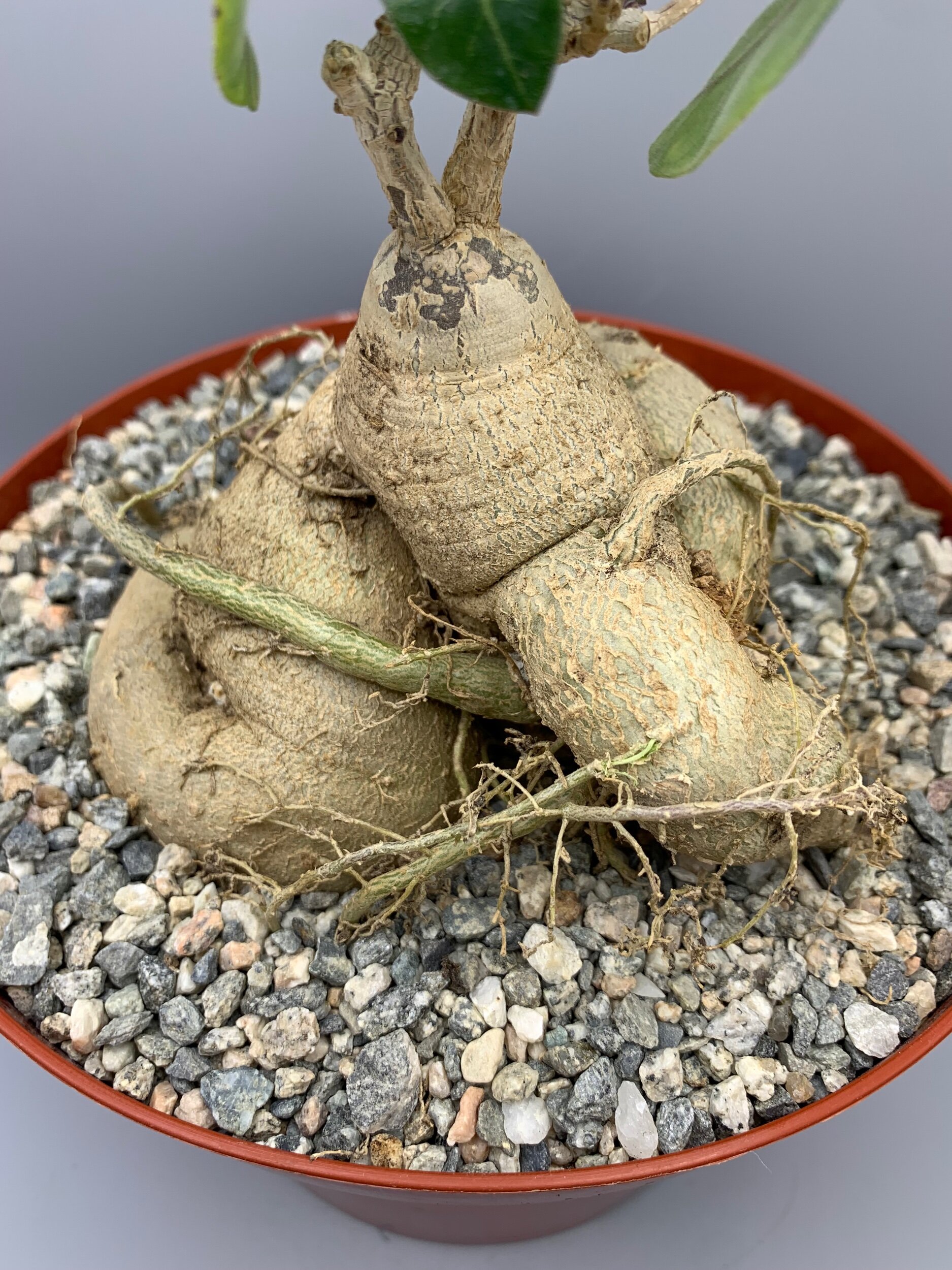 6684C398-6217-4509-9035-791AD8C0C53E