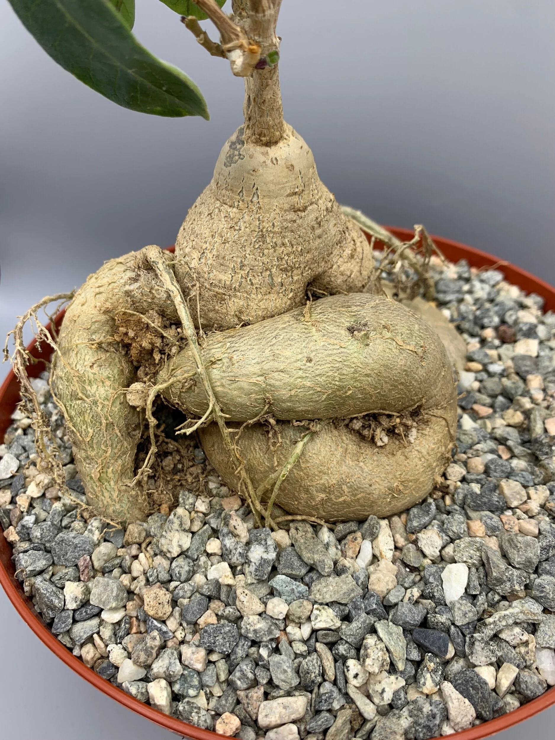 842635BF-D4B6-408D-A56A-F264237BF12B