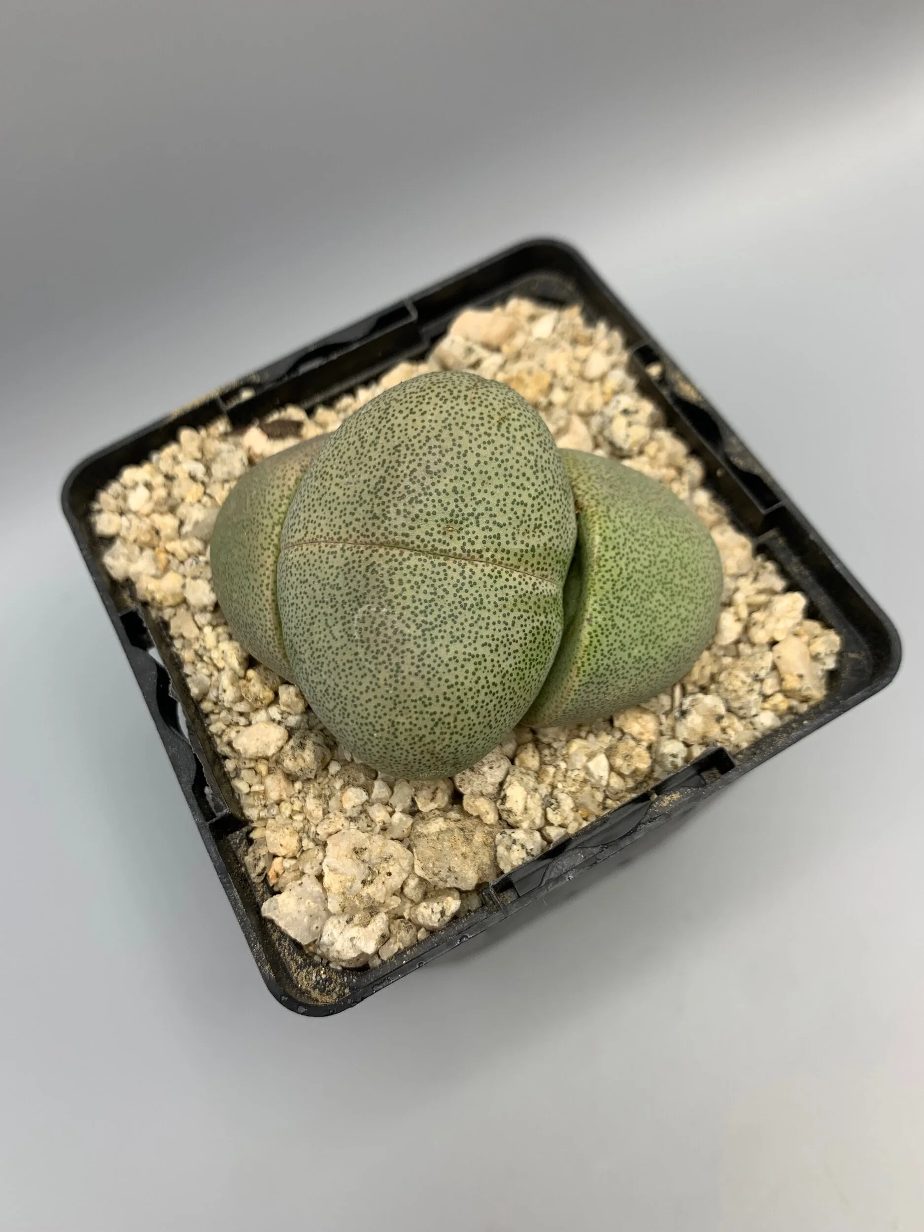 0BF9278D-8C22-4427-AB75-1DFF7364F150