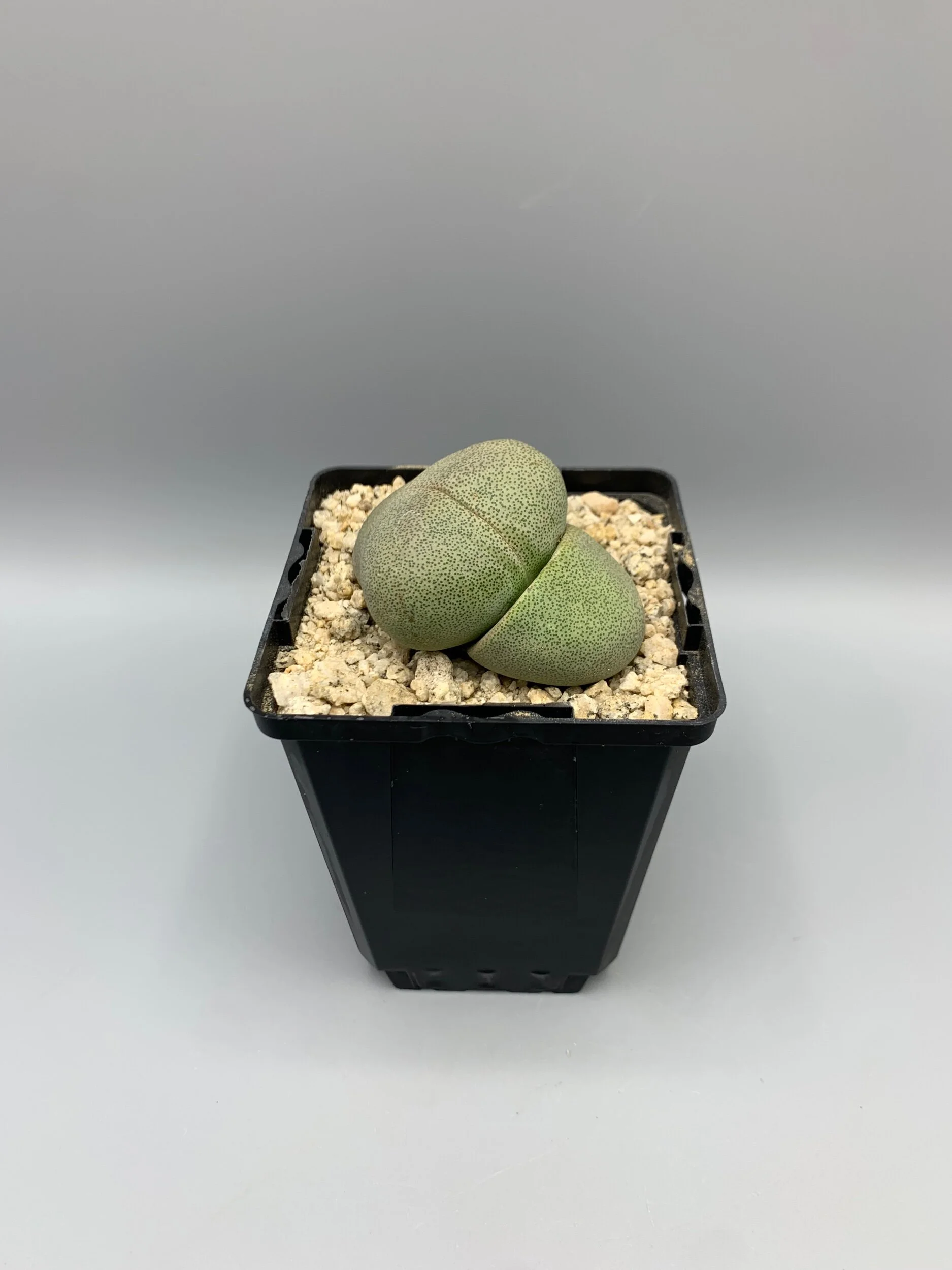 1BD092DF-ED2F-4F8C-8539-AC65C4494C4E