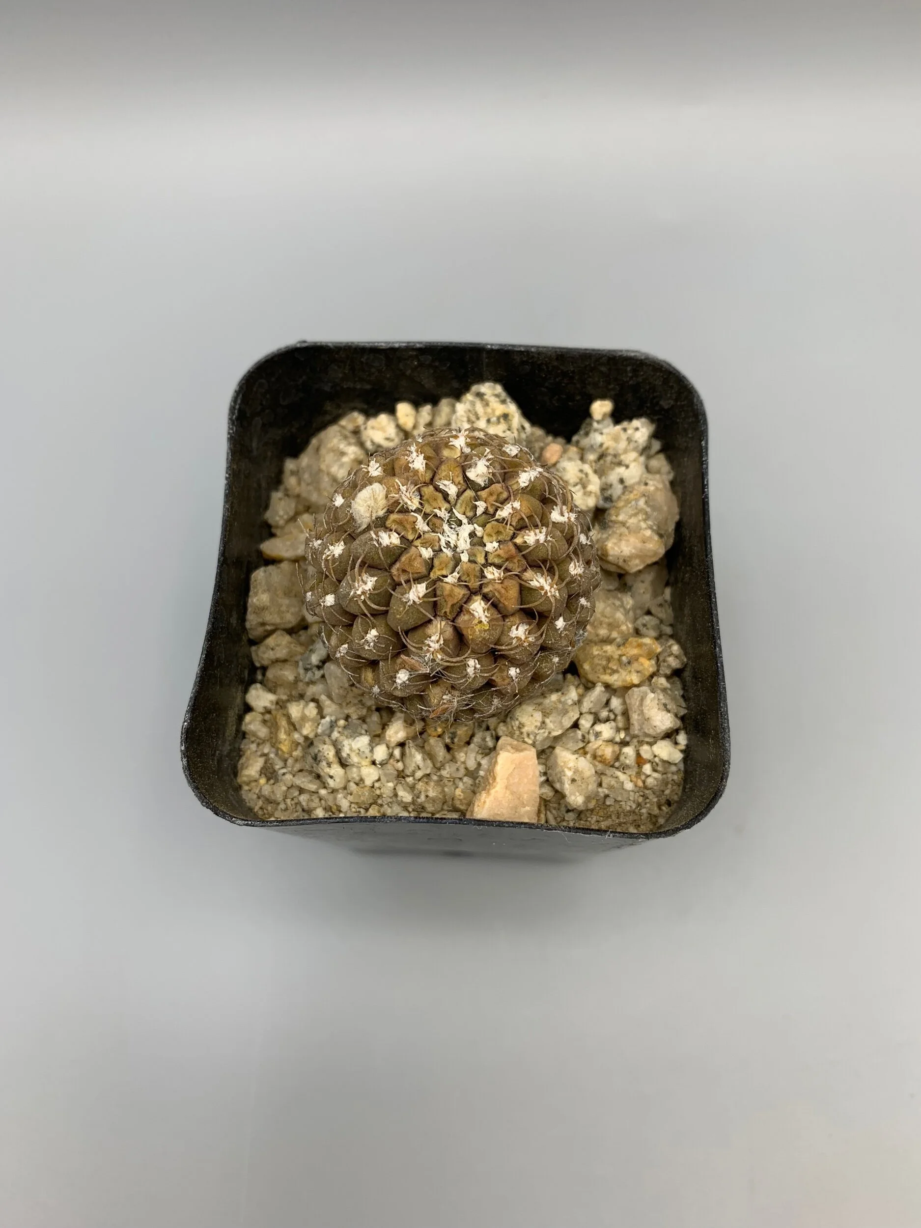 98C1703E-2639-4A02-8961-609772E5AED7