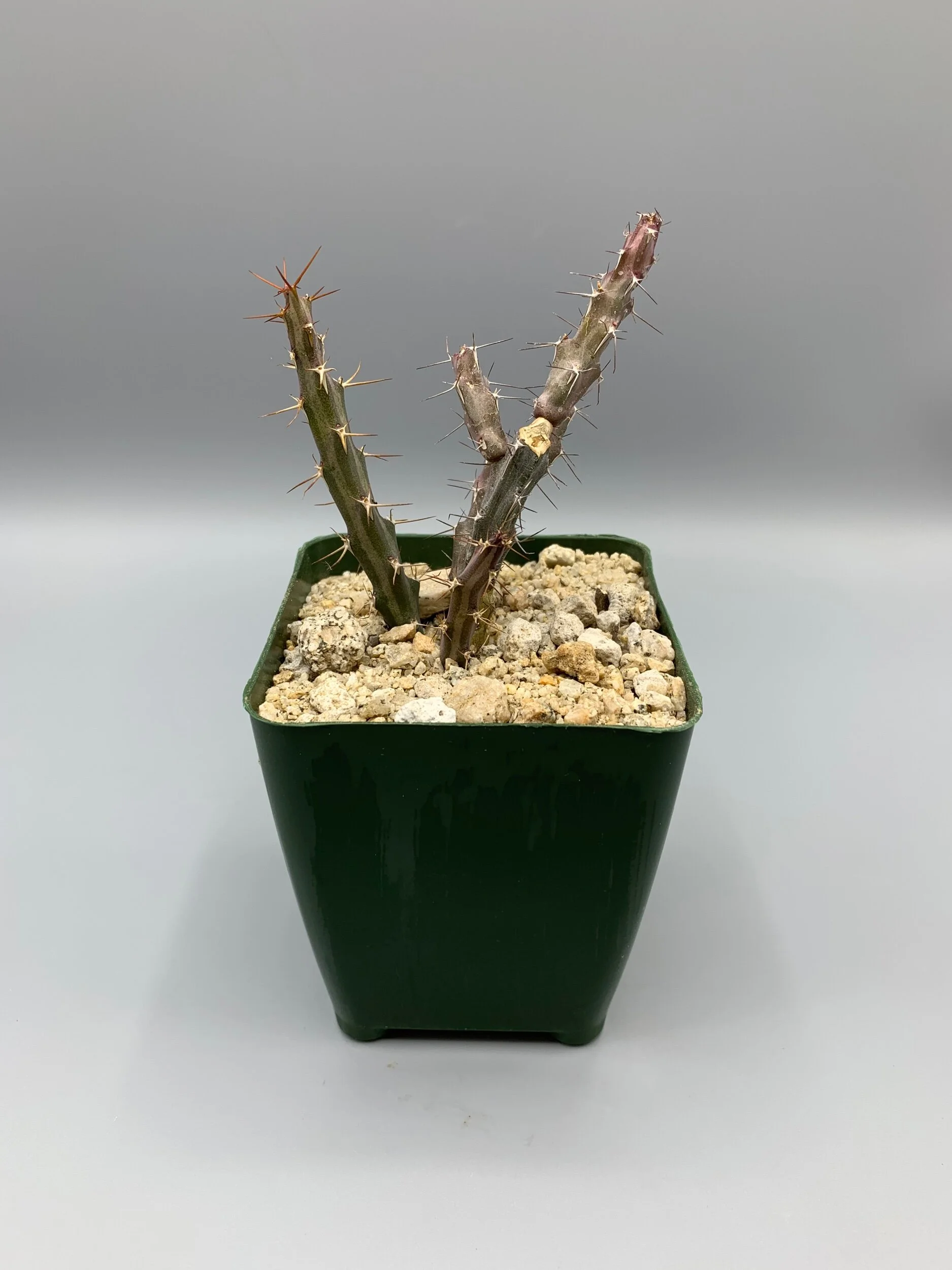 E1F23266-7726-446C-87DE-06241D35AFF3