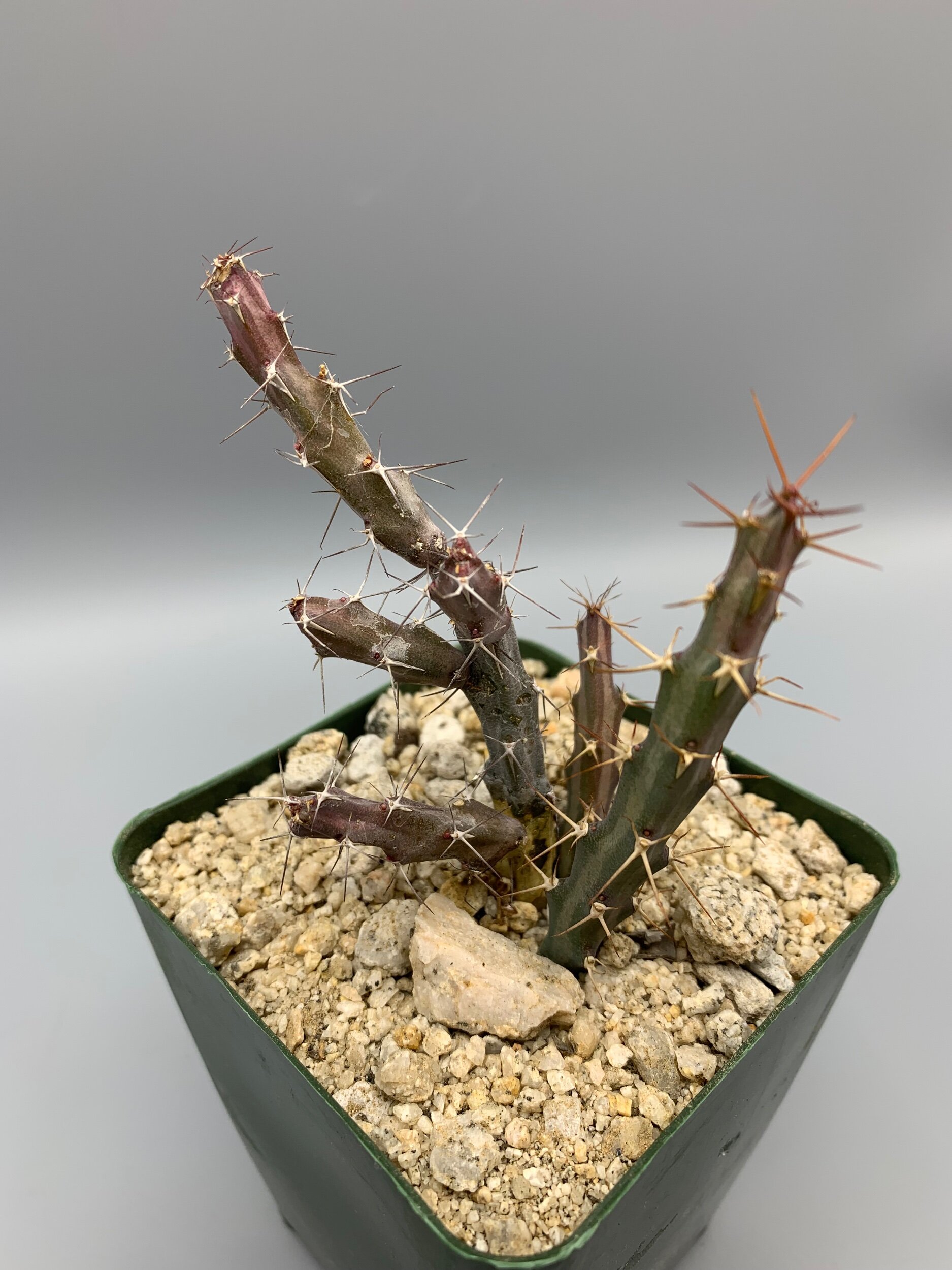 14C377FB-D259-46EC-B7BB-98F575A648EA