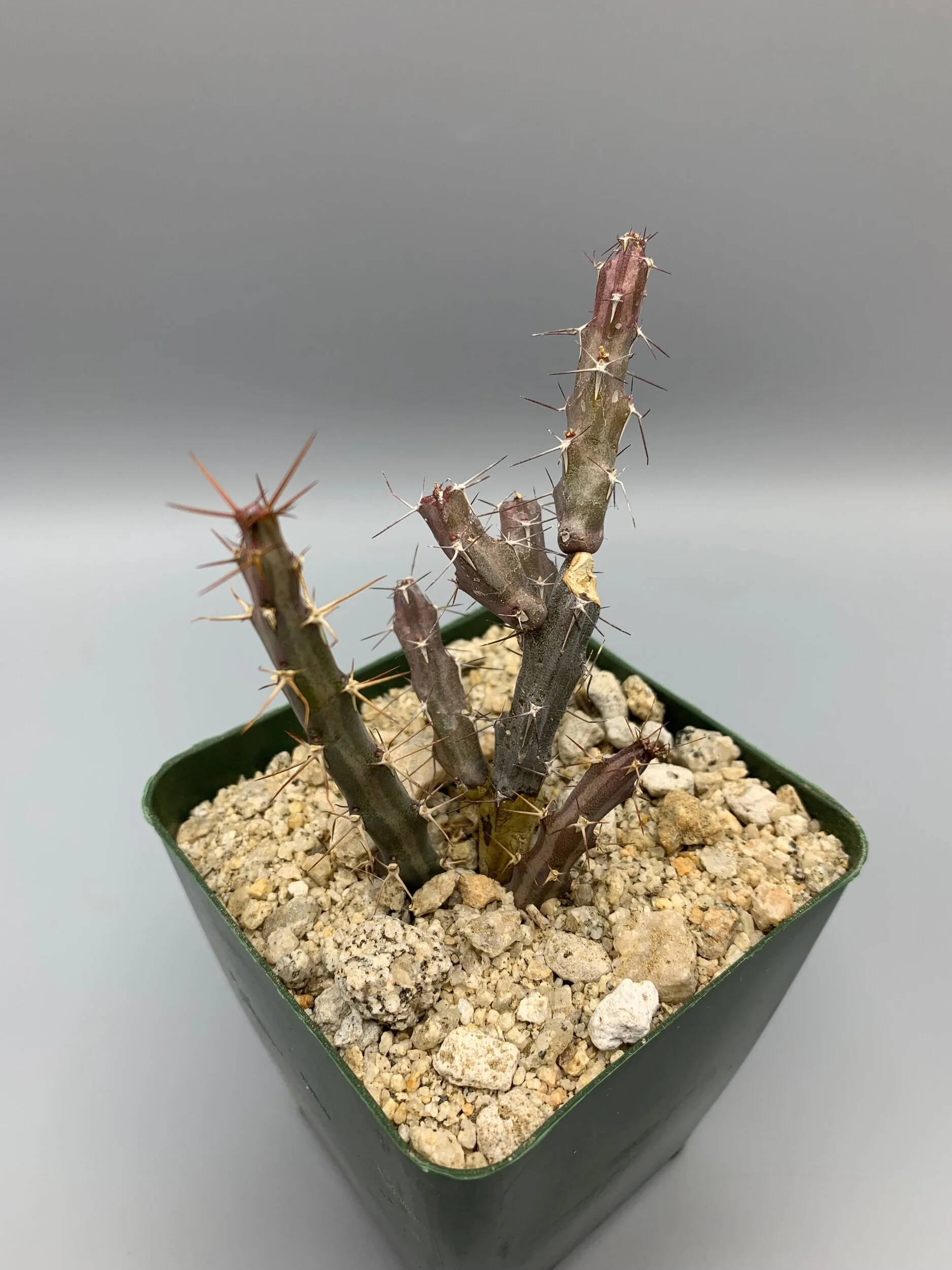 6329AB6D-F5F4-4910-B83E-00A07A2C2164