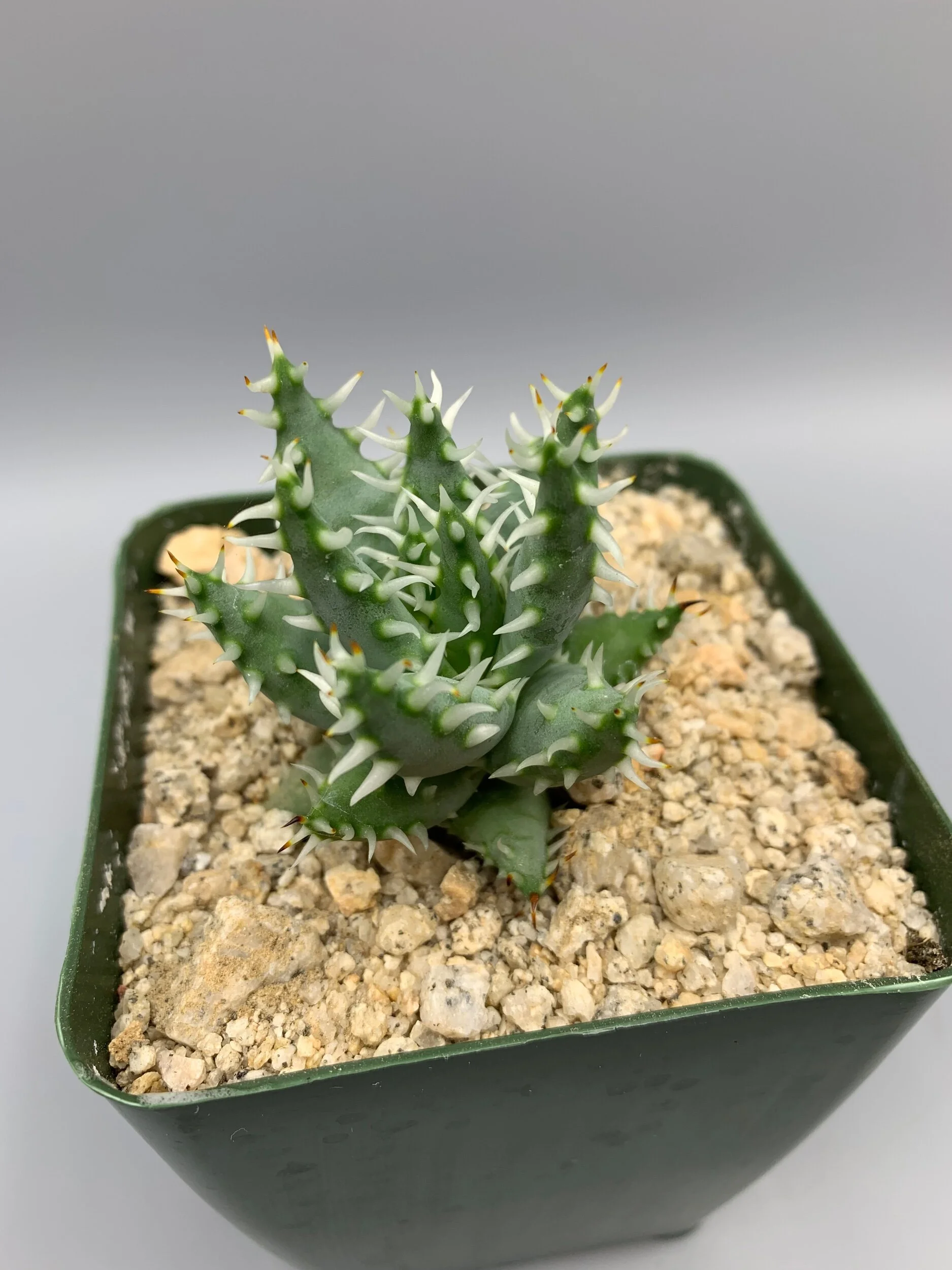 57D628D8-D385-4FD8-AC1F-CA3F1193D91A