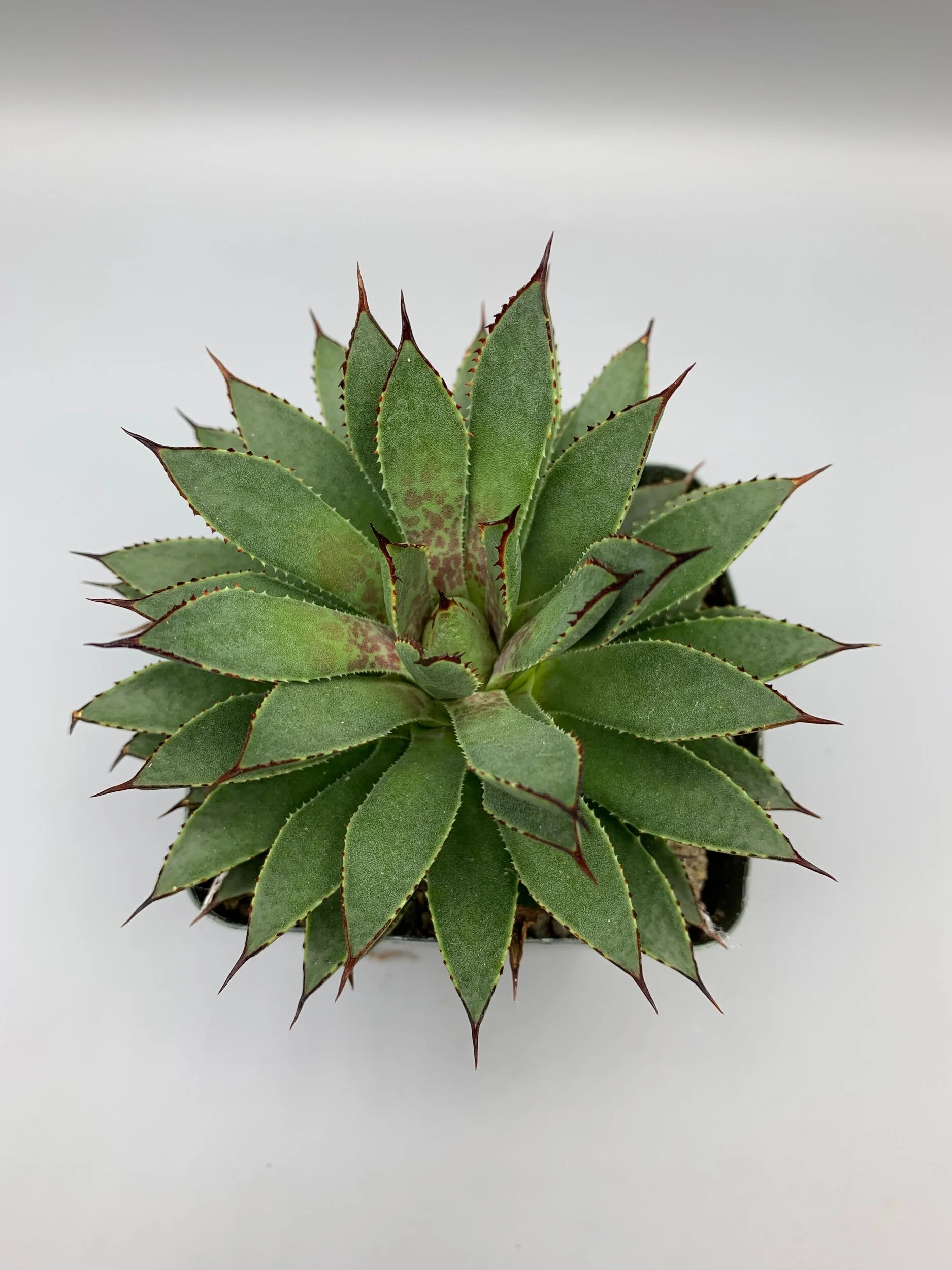 2F4EA704-DFCD-4869-A63D-E3529DCC54D5