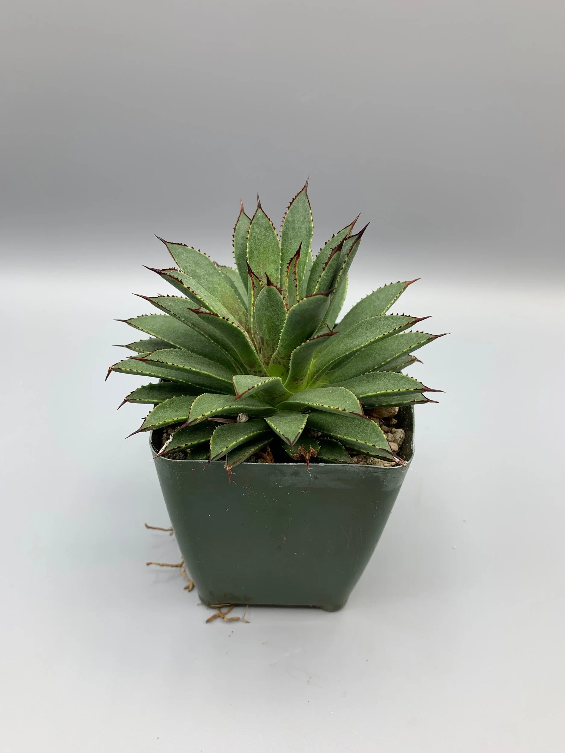 487585F7-C0EC-4E06-AA30-143DE8D64780