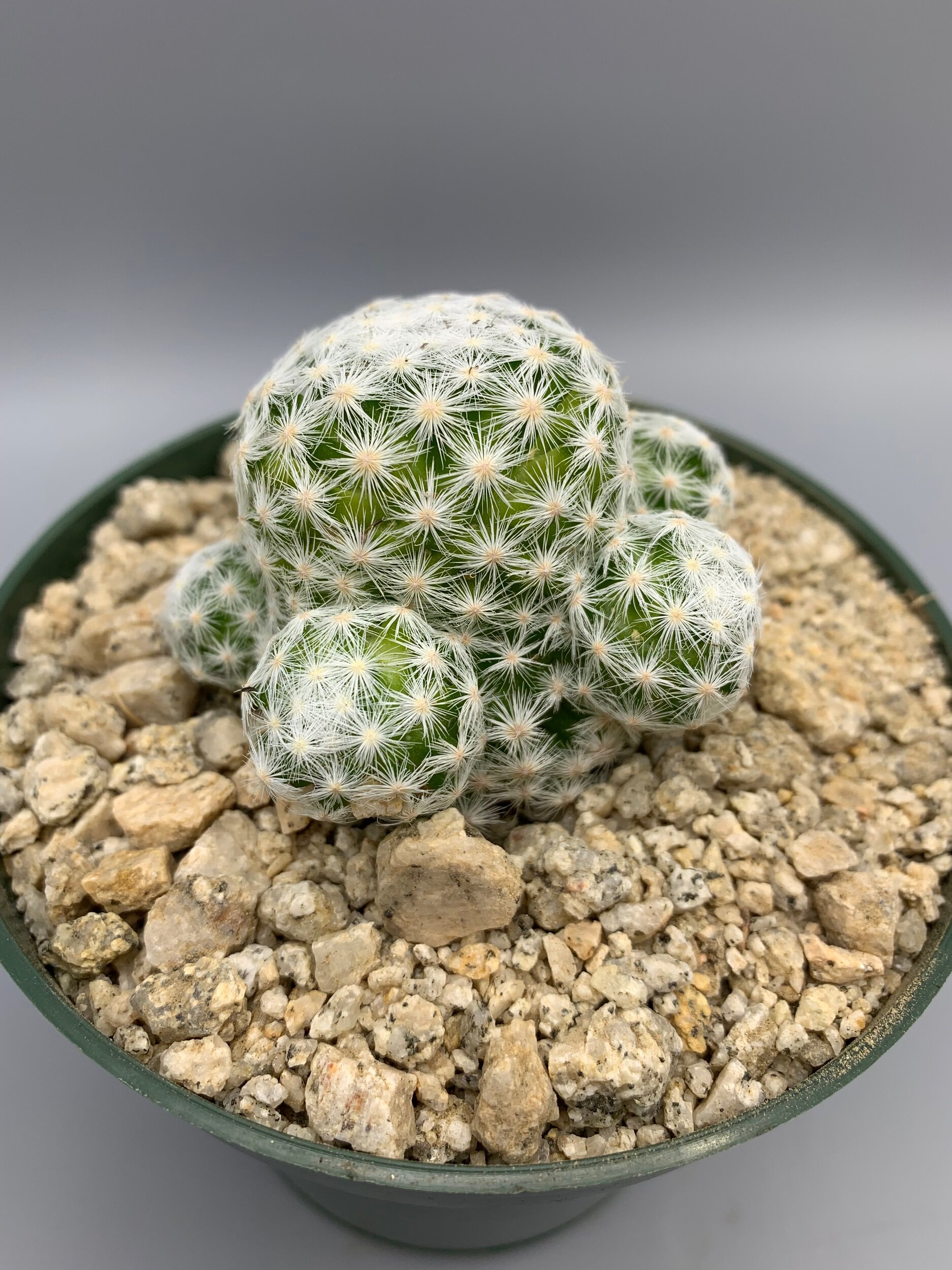 monstera bicolor Monstera variegata