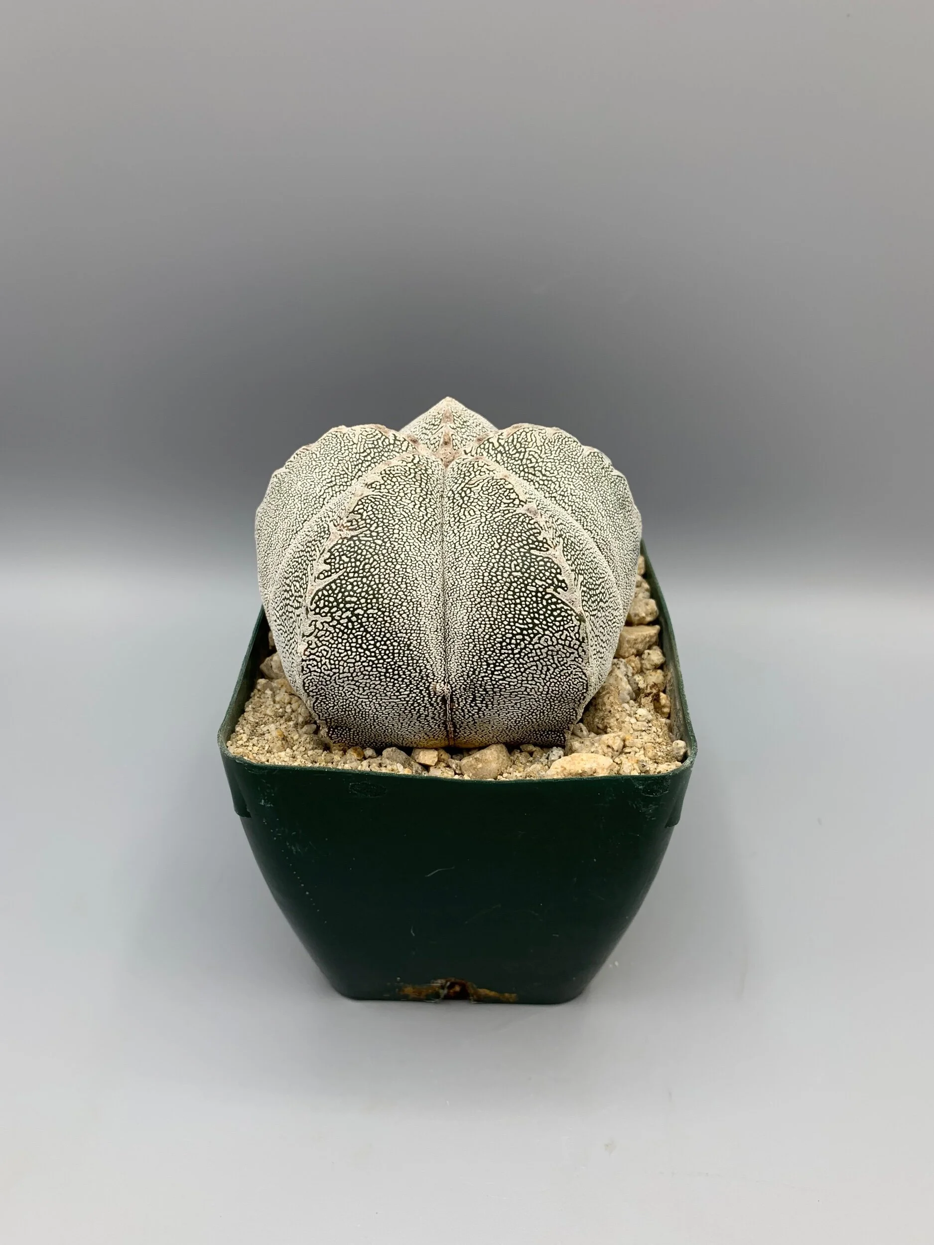 01F87905-7D4E-4E1C-8043-43594426E96E