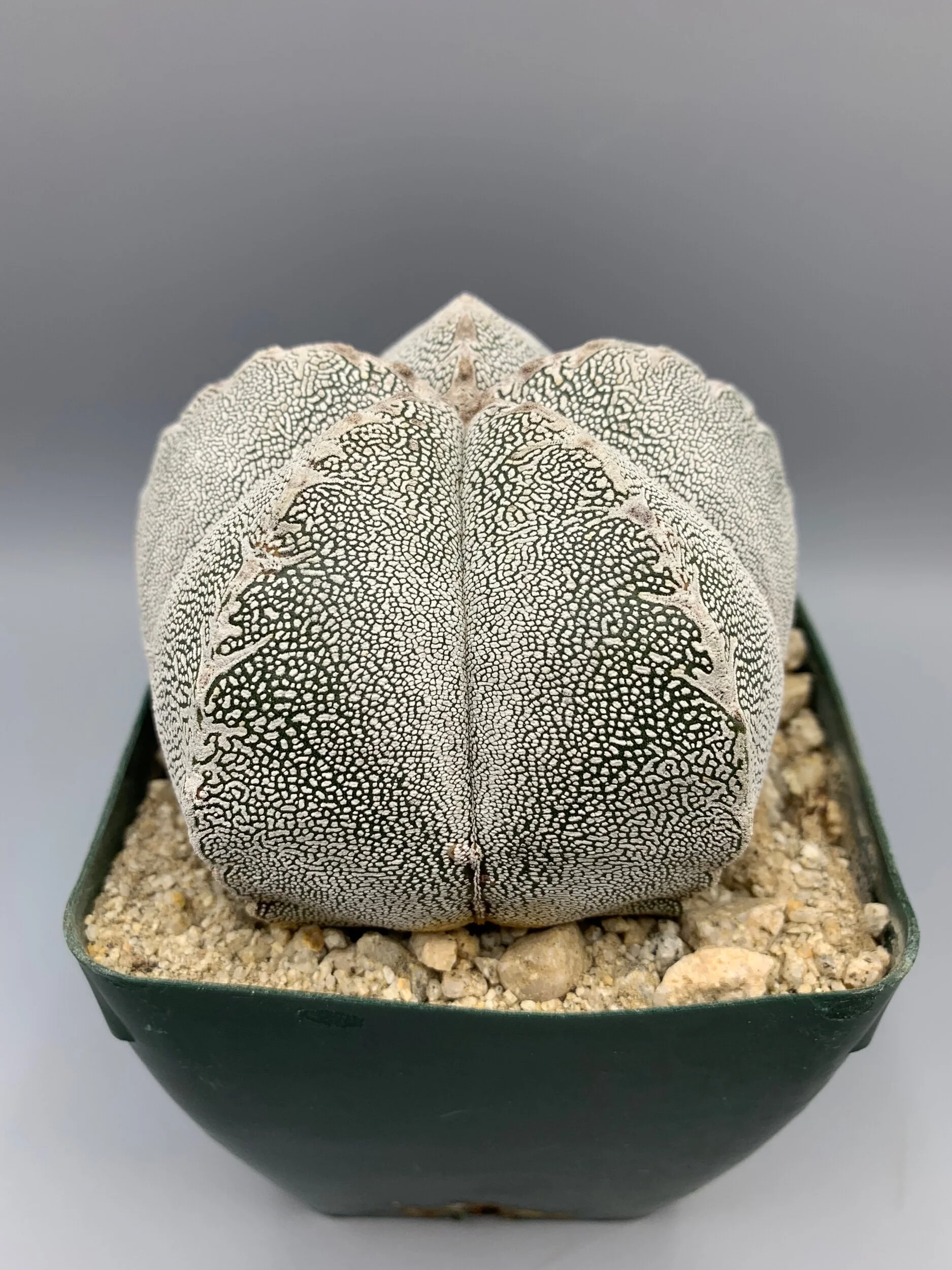 2107AE35-8A06-4E84-AE4E-5C6557941749