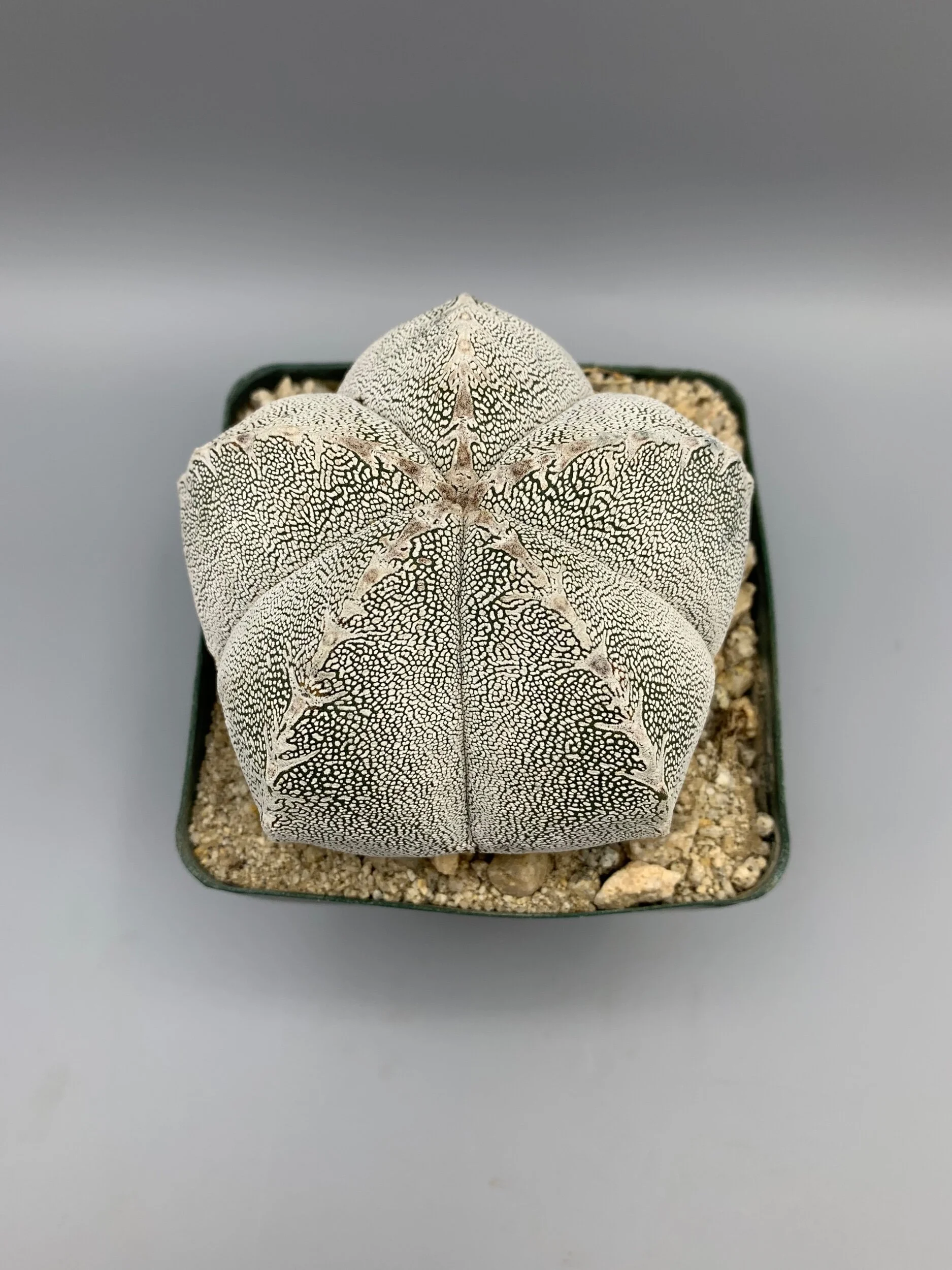 DA23958A-2477-43BE-A912-FE46B0D68100