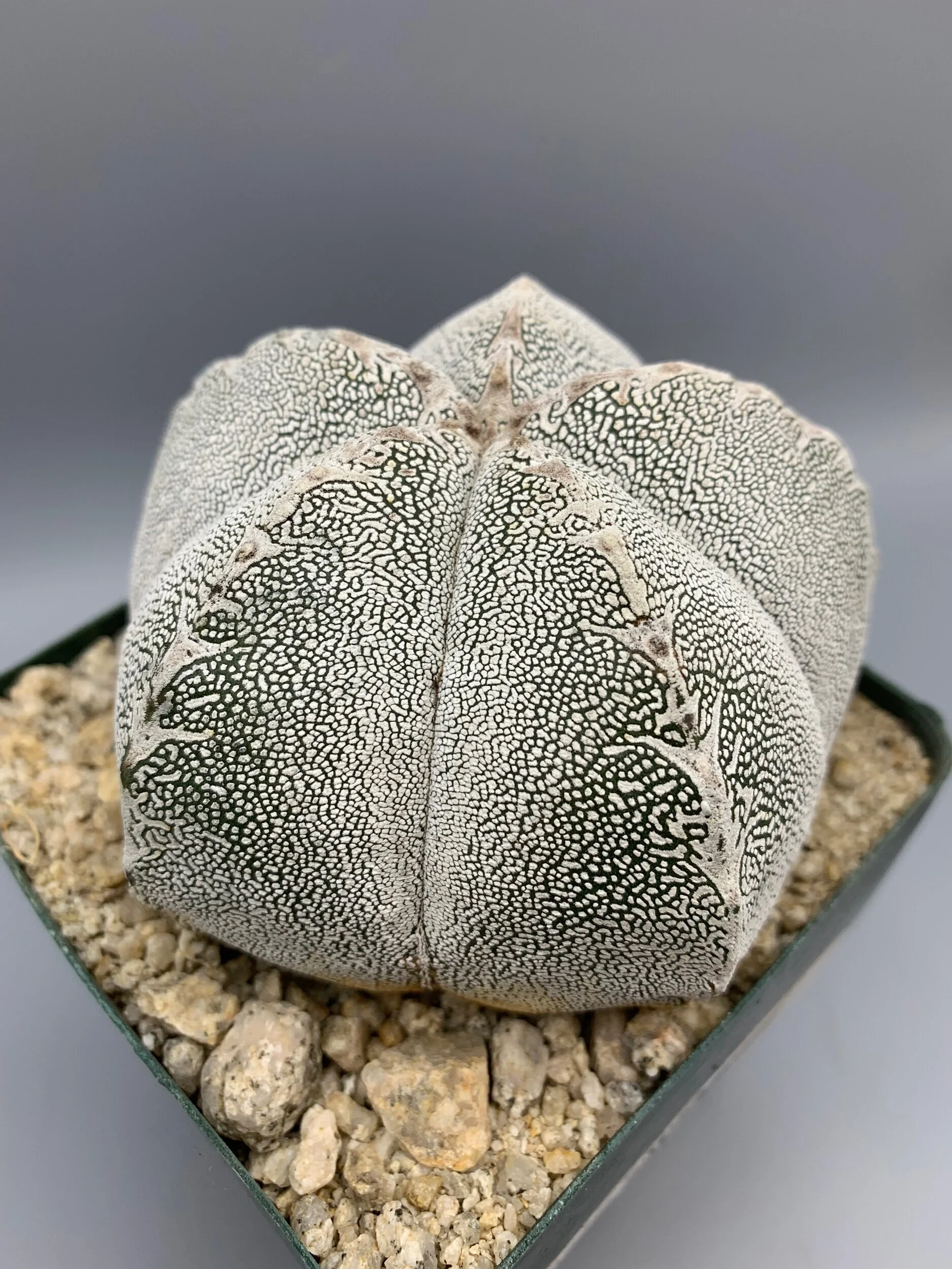 14FCC5CD-5A0C-449B-A621-A6BF877A2A53