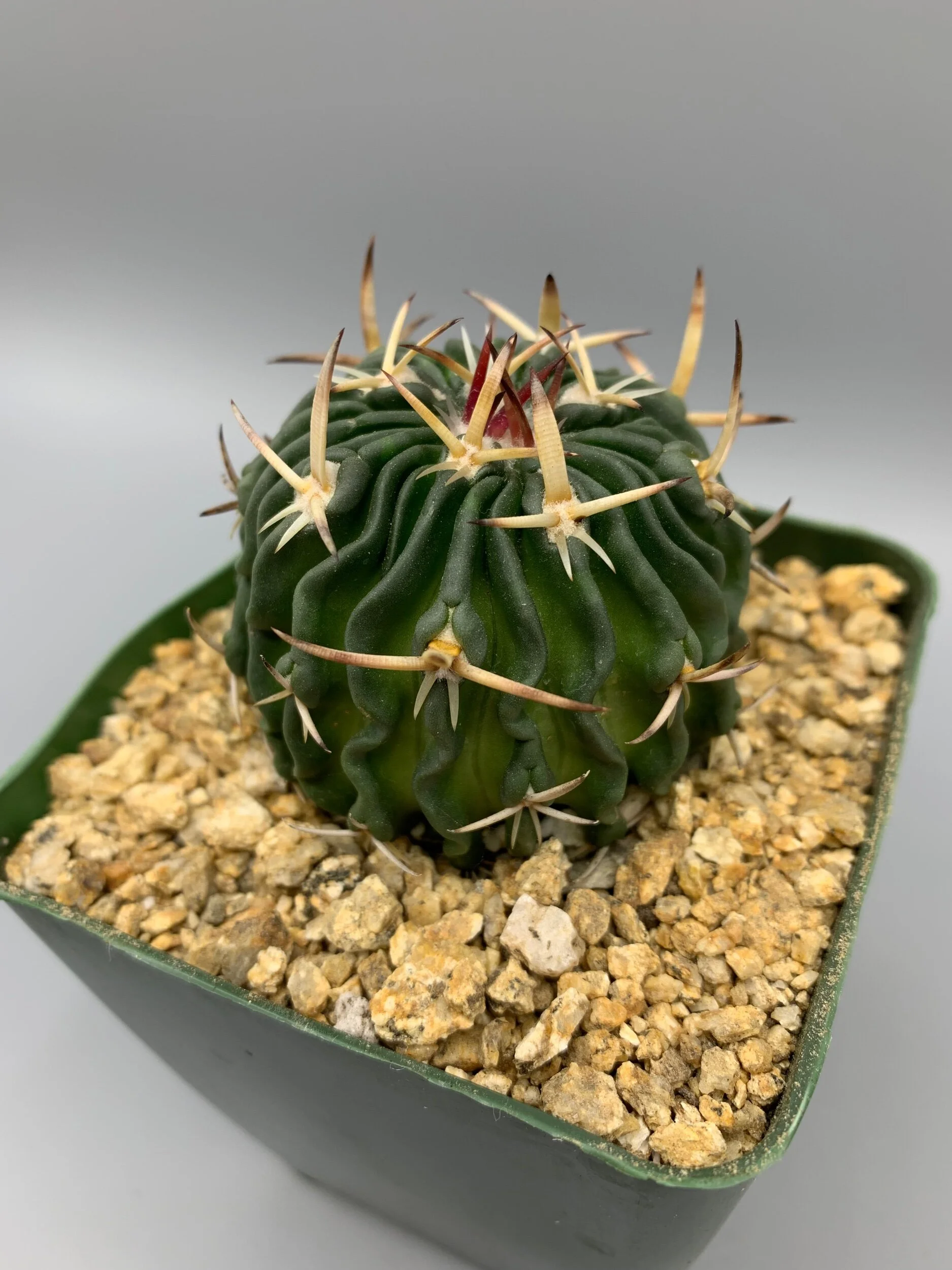 B1134541-0514-42D9-BAC2-73A88860EABB