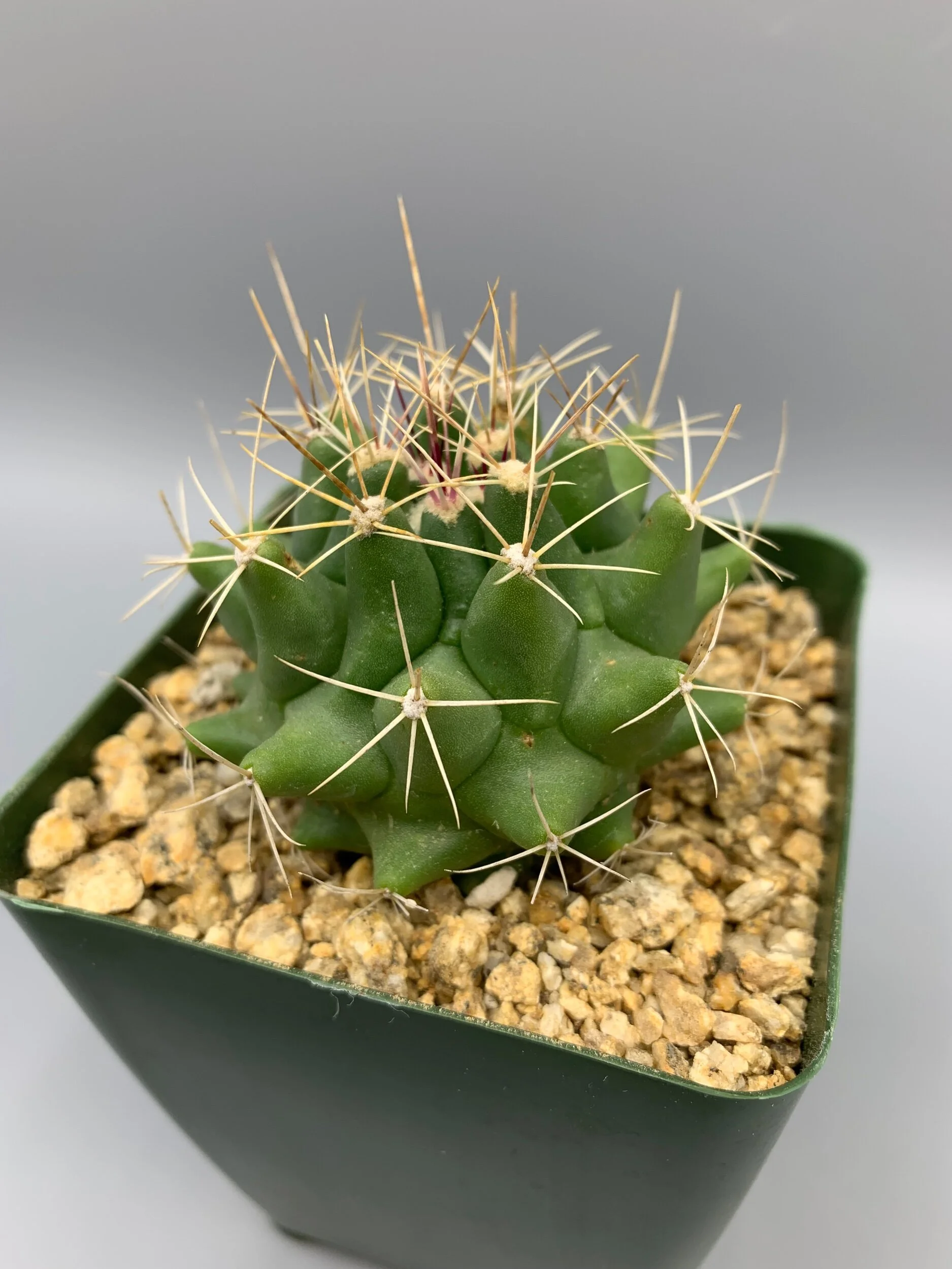 F10B4A91-FC24-4CF2-B0AF-07DCFE3528BC