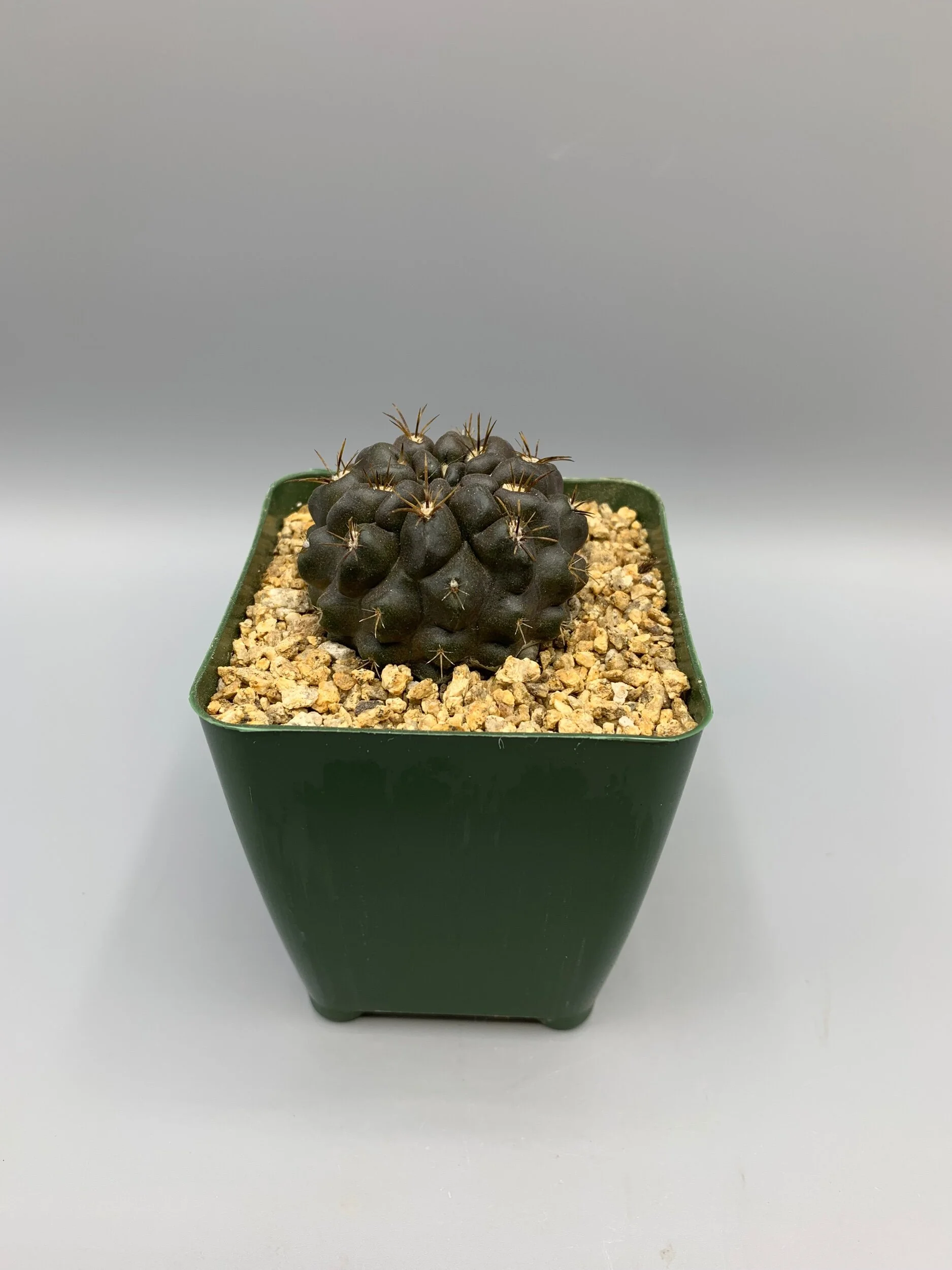 65A24960-80DF-4ECF-AD96-7C7AA7EA6B26