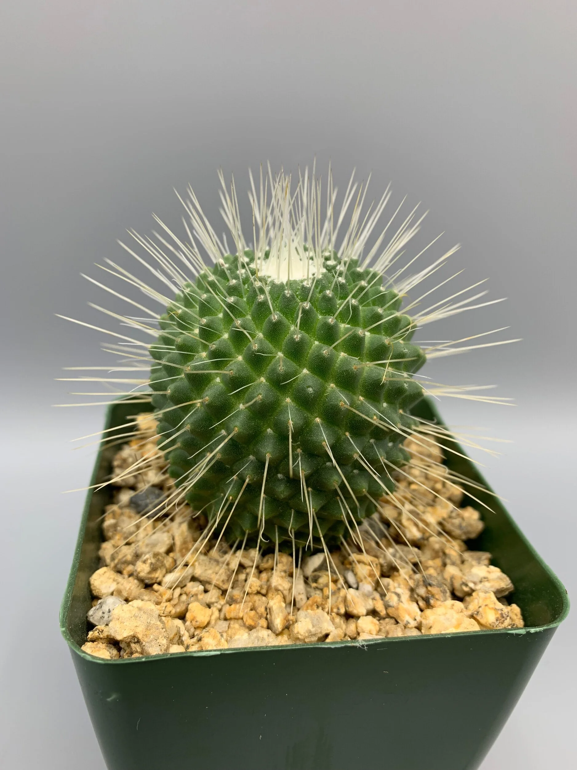 B0545CB4-297C-4D5C-A375-1E1CF36EF28B