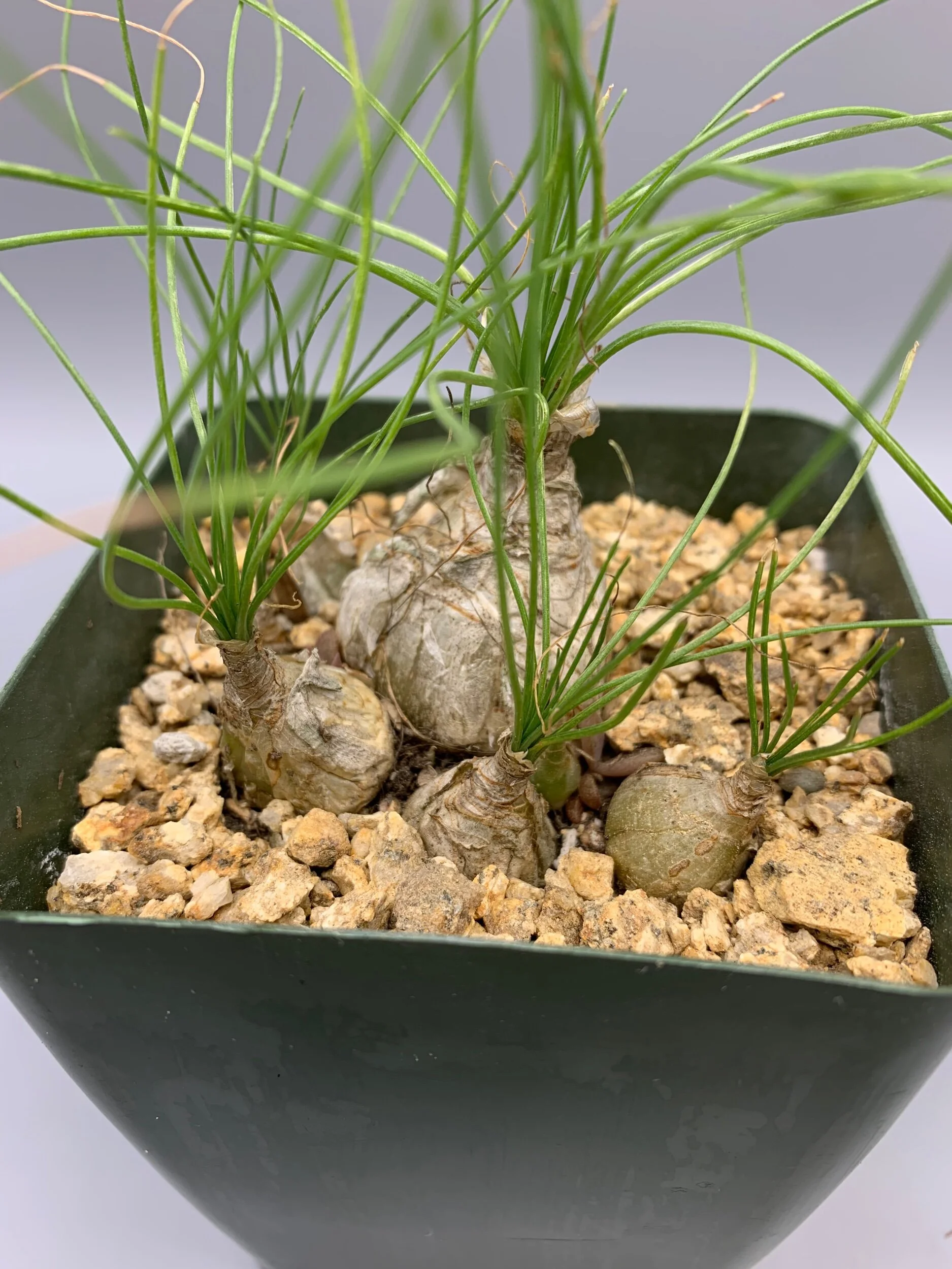 09EB133A-9BDD-431A-8932-C7ECB0915AB9