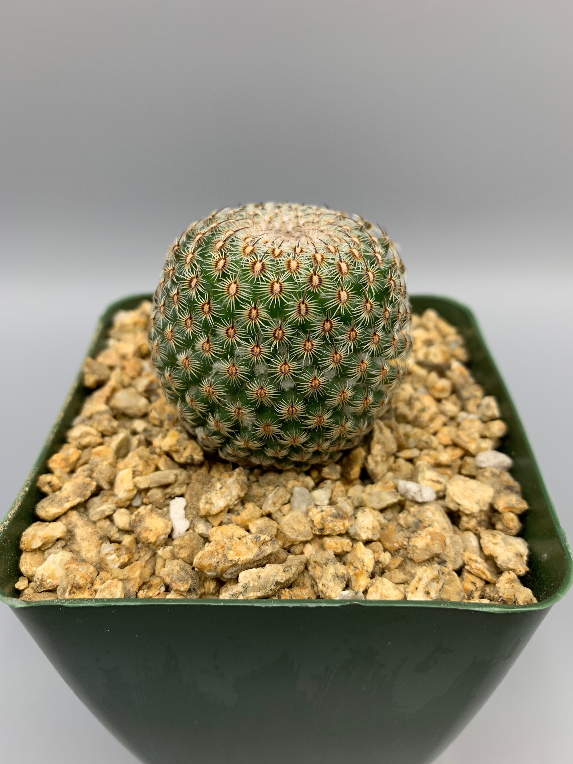 Mammillaria huitzilopochtli  Desert Creations