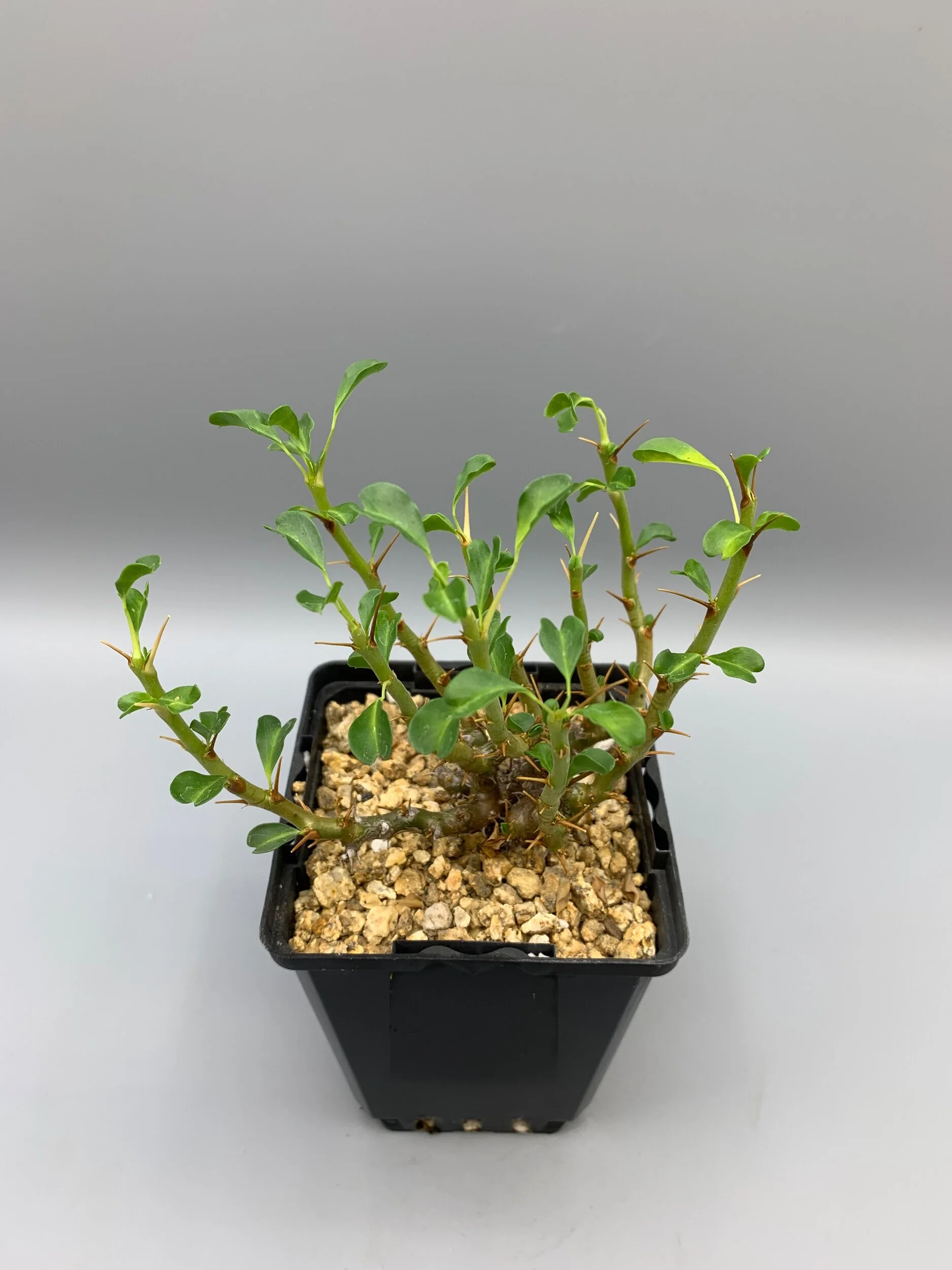 0F97047B-1E3C-46C8-B732-0D3547B200F7