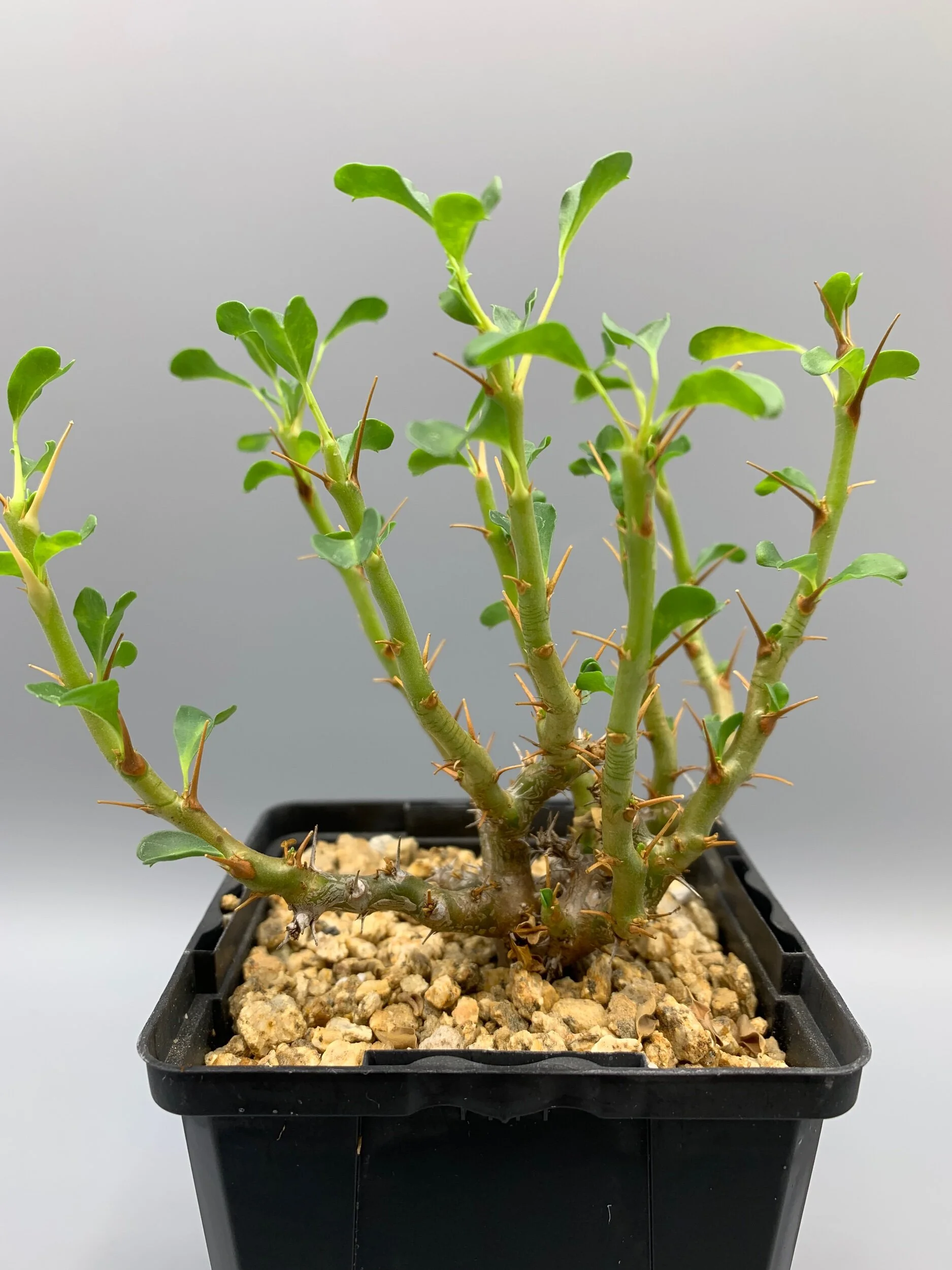 312367D6-E5C0-493B-A7E3-360EC20F4C44