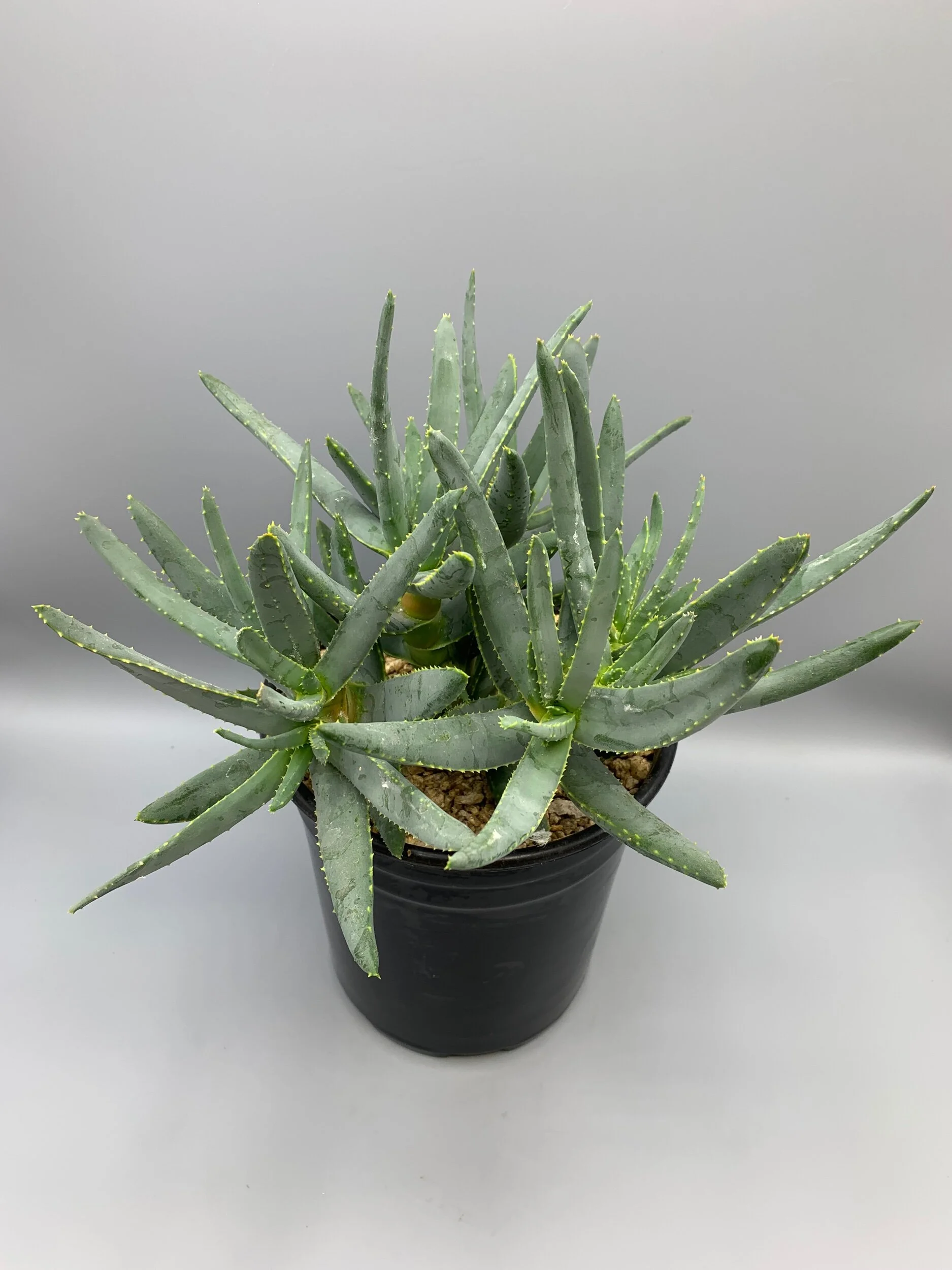 CDF6943C-A614-4AA9-AE7C-CE63F2B2E4E8