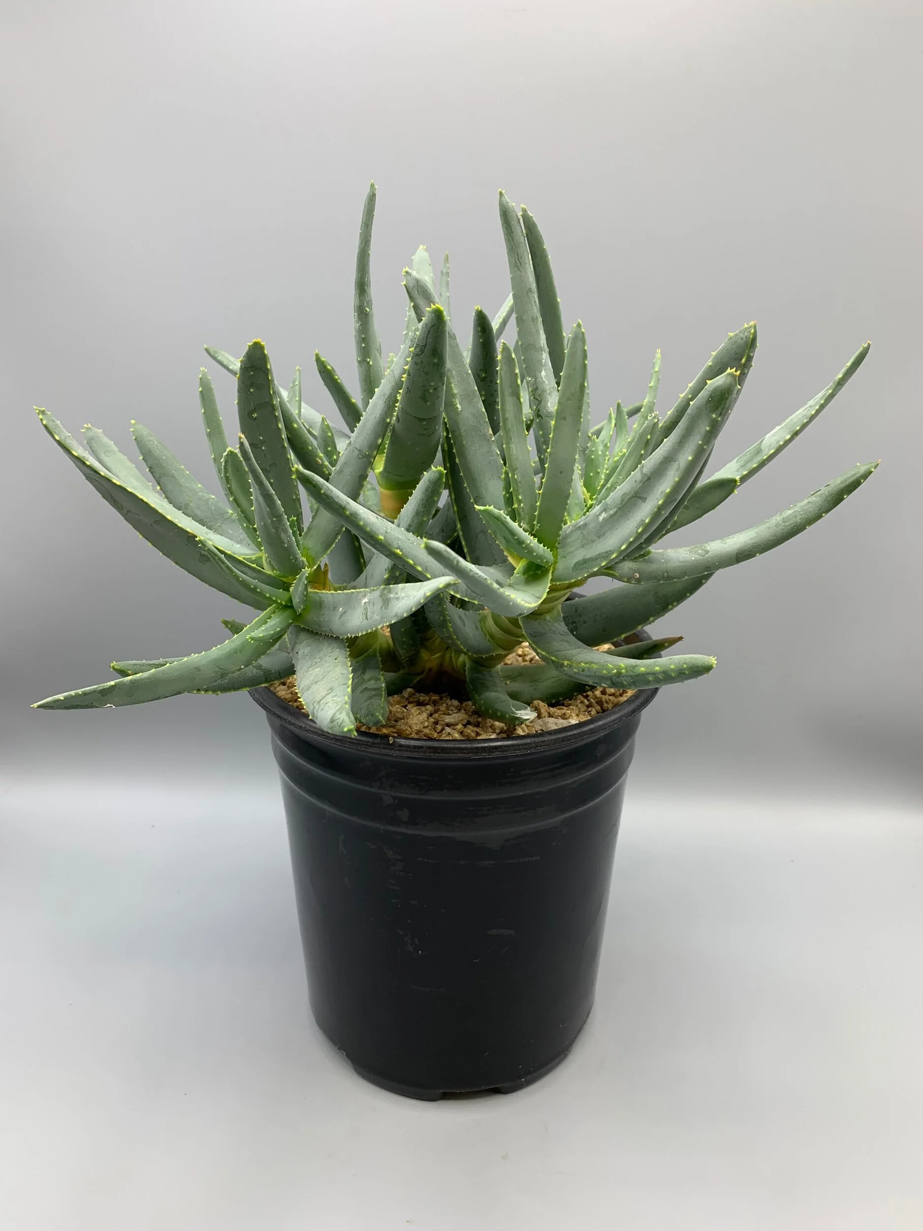 Aloe ramosissima  Desert Creations
