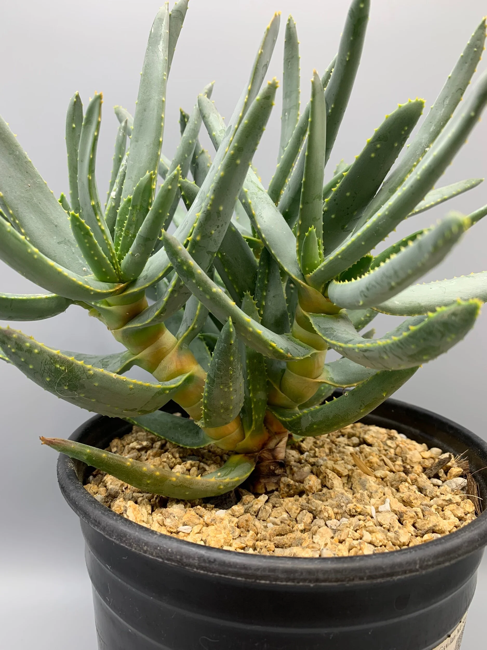 Aloe ramosissima  Desert Creations