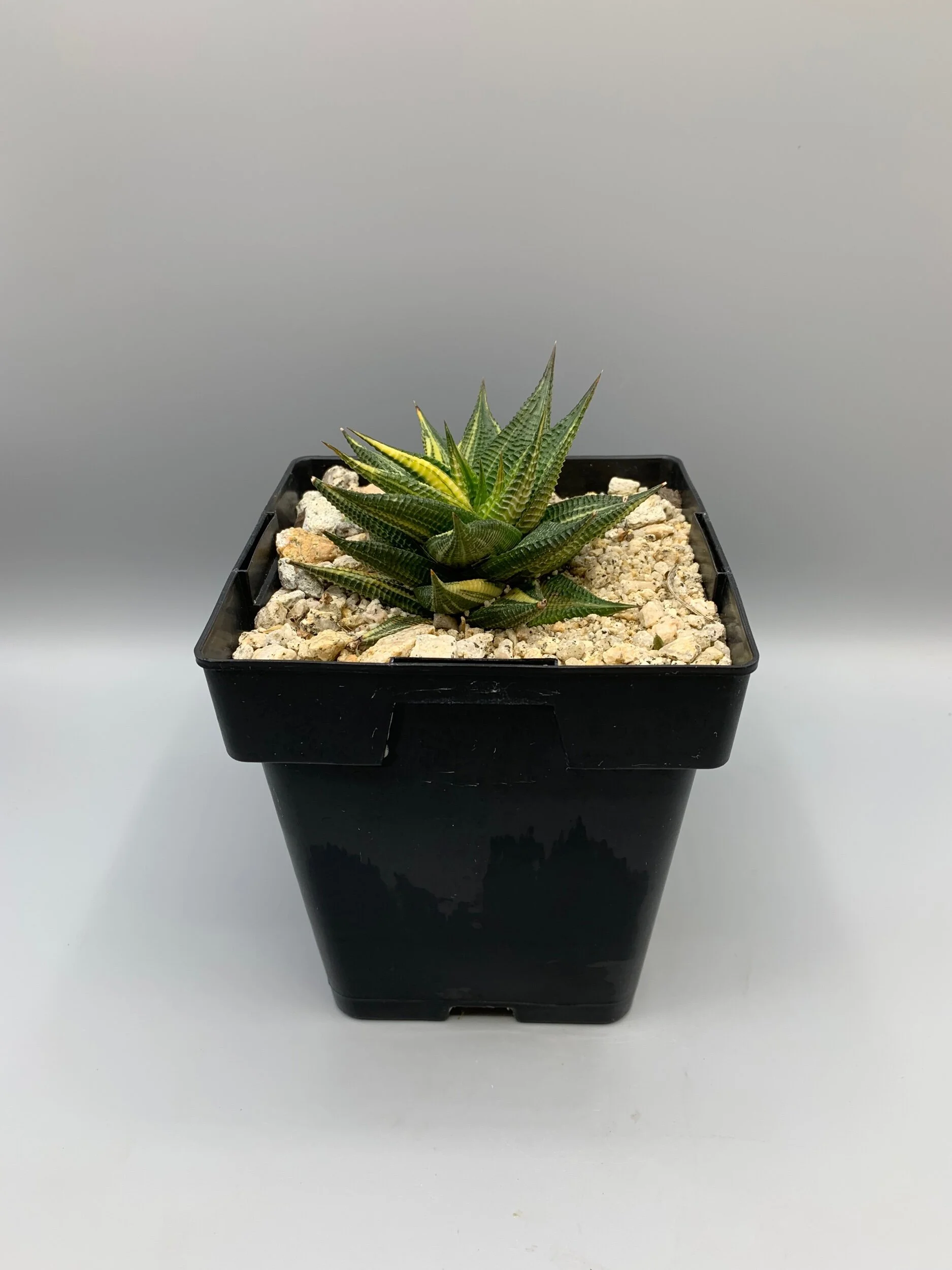 41255B8D-2751-46B1-B2AD-37E6D209ADA4