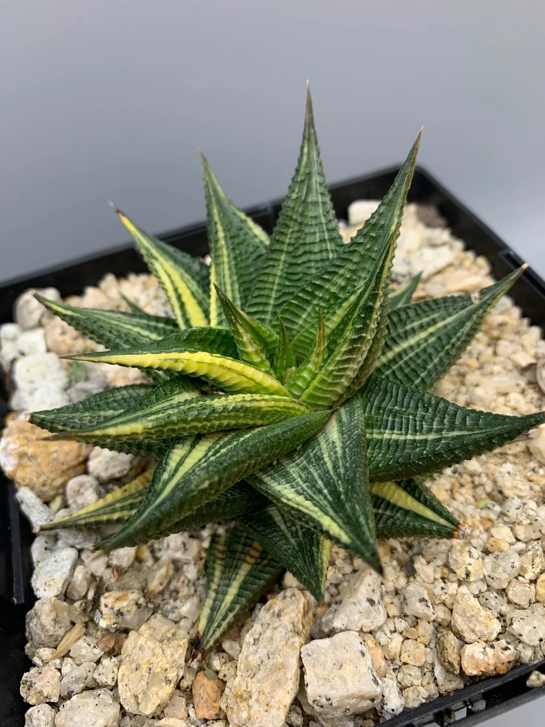 38321DF8-2079-4F4D-8F29-0789B43448DA