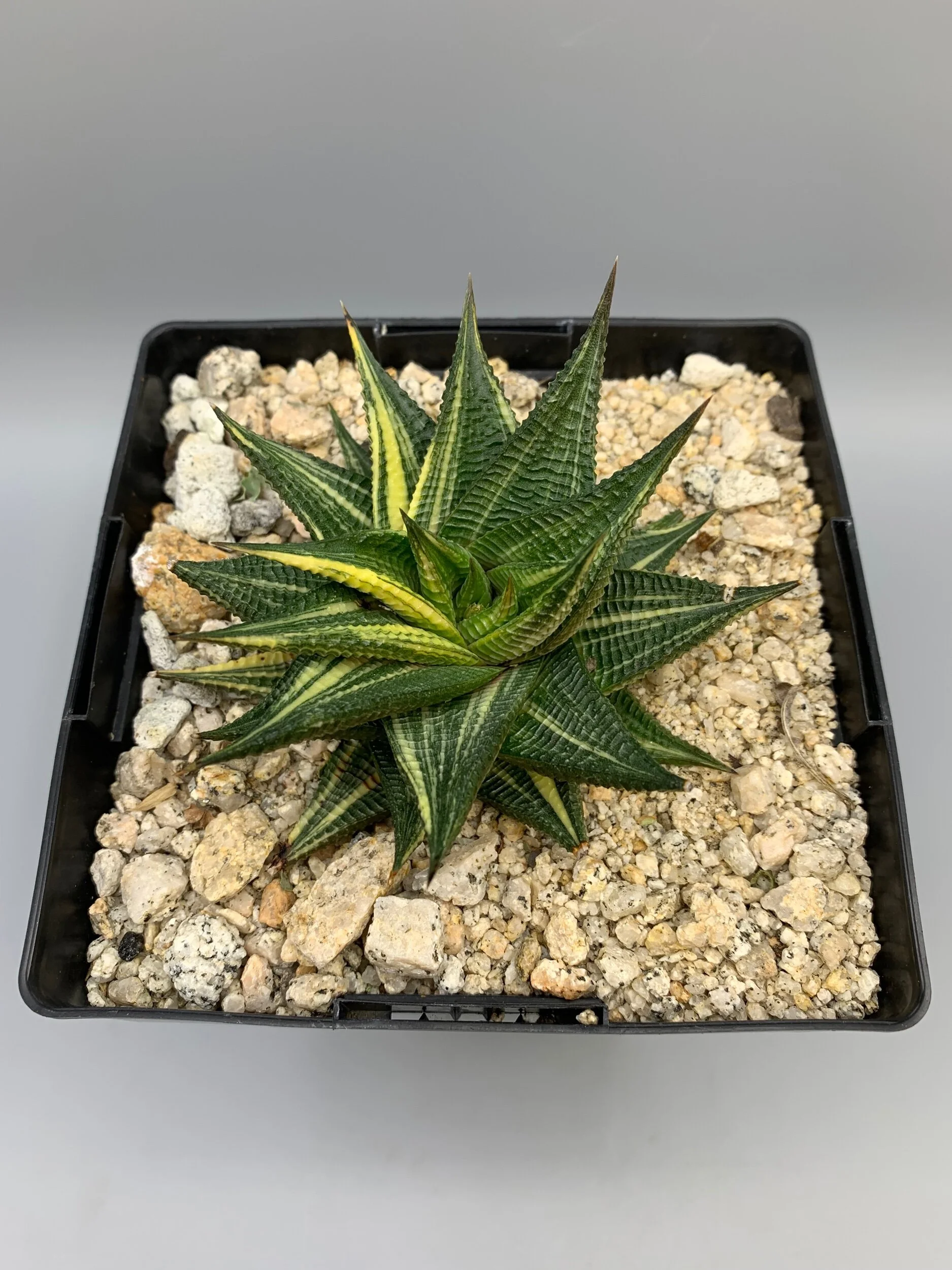 5FDE1EFB-CED0-445A-8103-3B5B6E5D1CD0