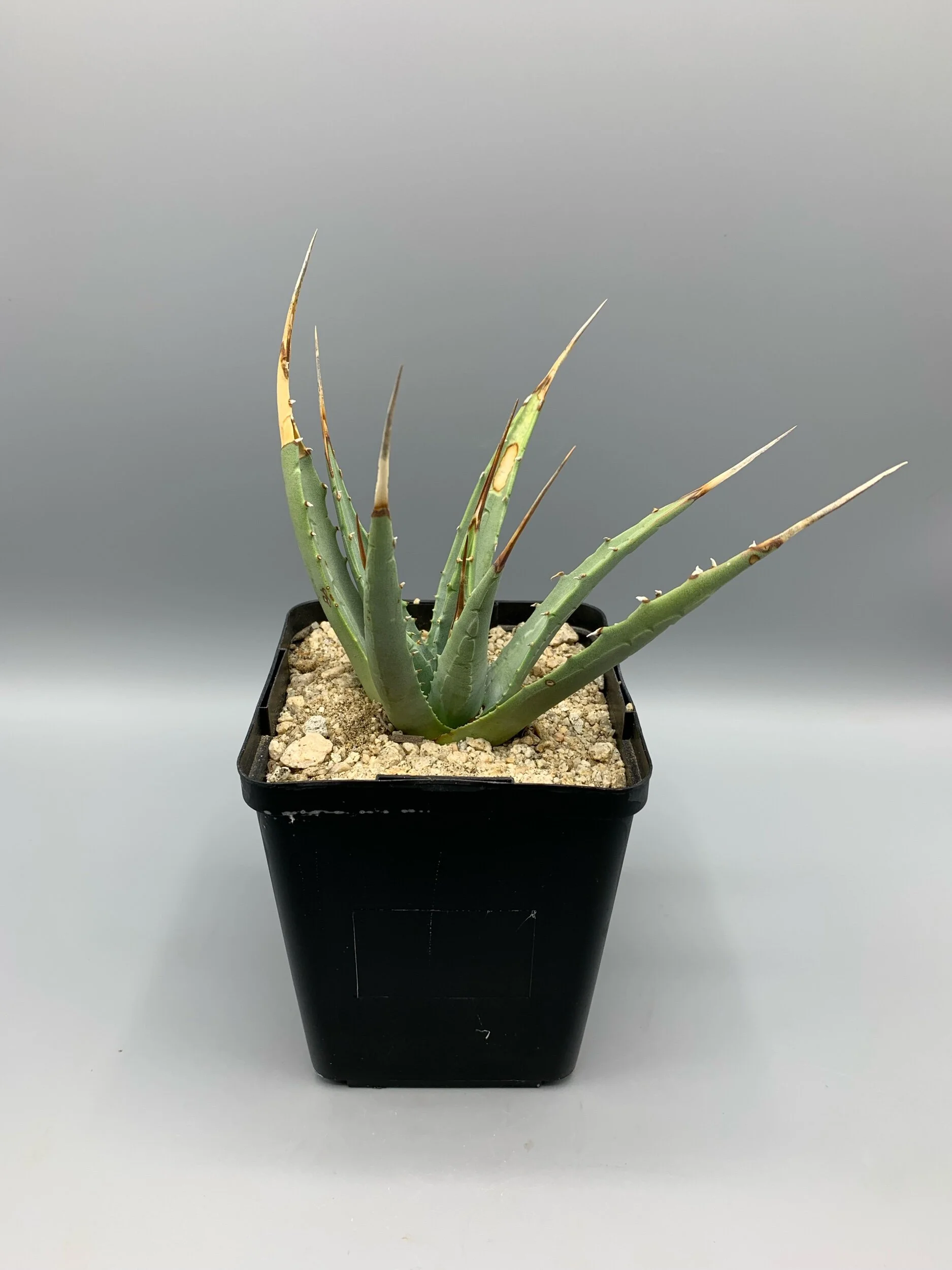 803B155D-E010-44FB-98D8-F9CE130704D8