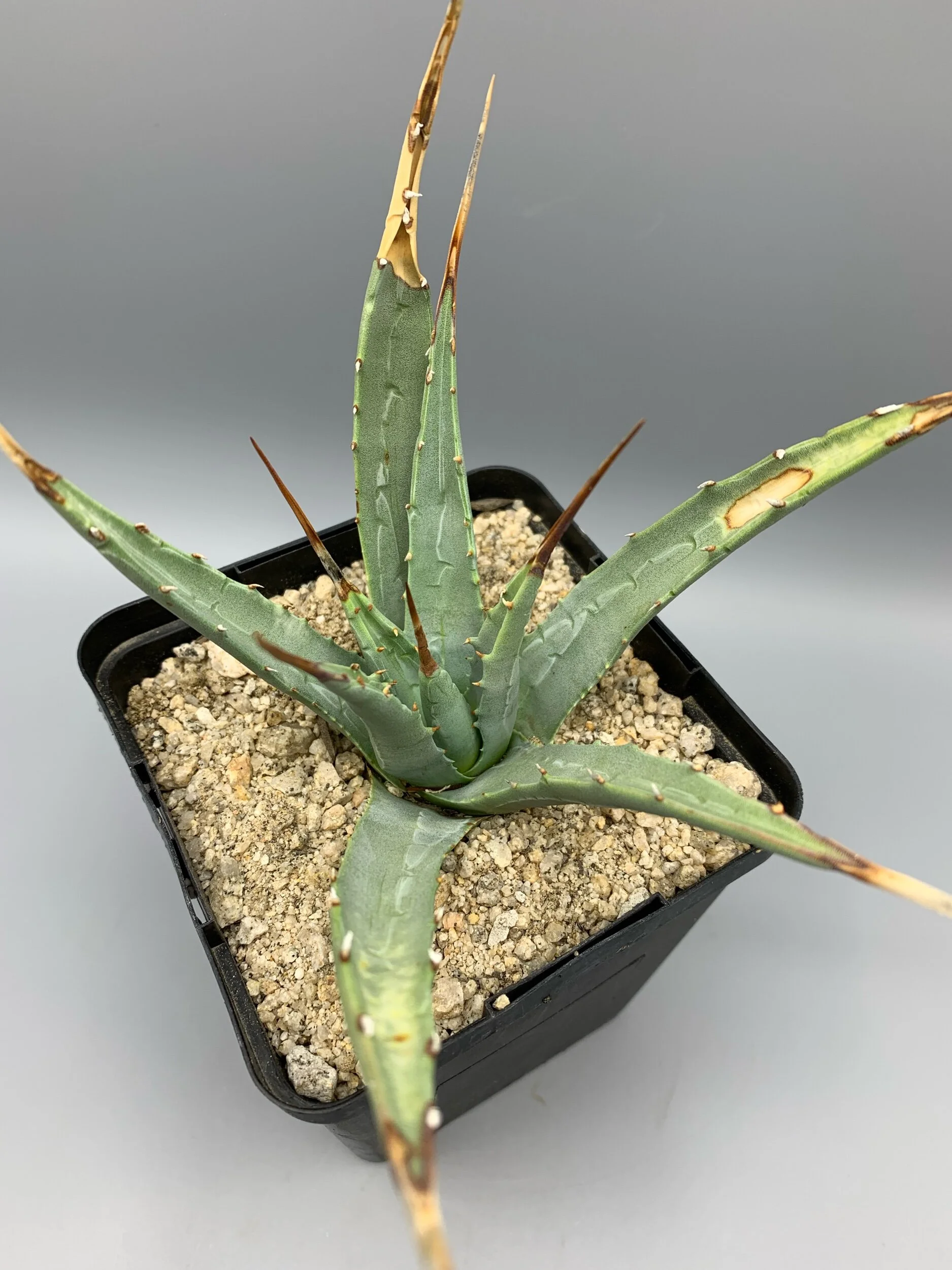 Agave utahensis v. kaibabensis  Desert Creations