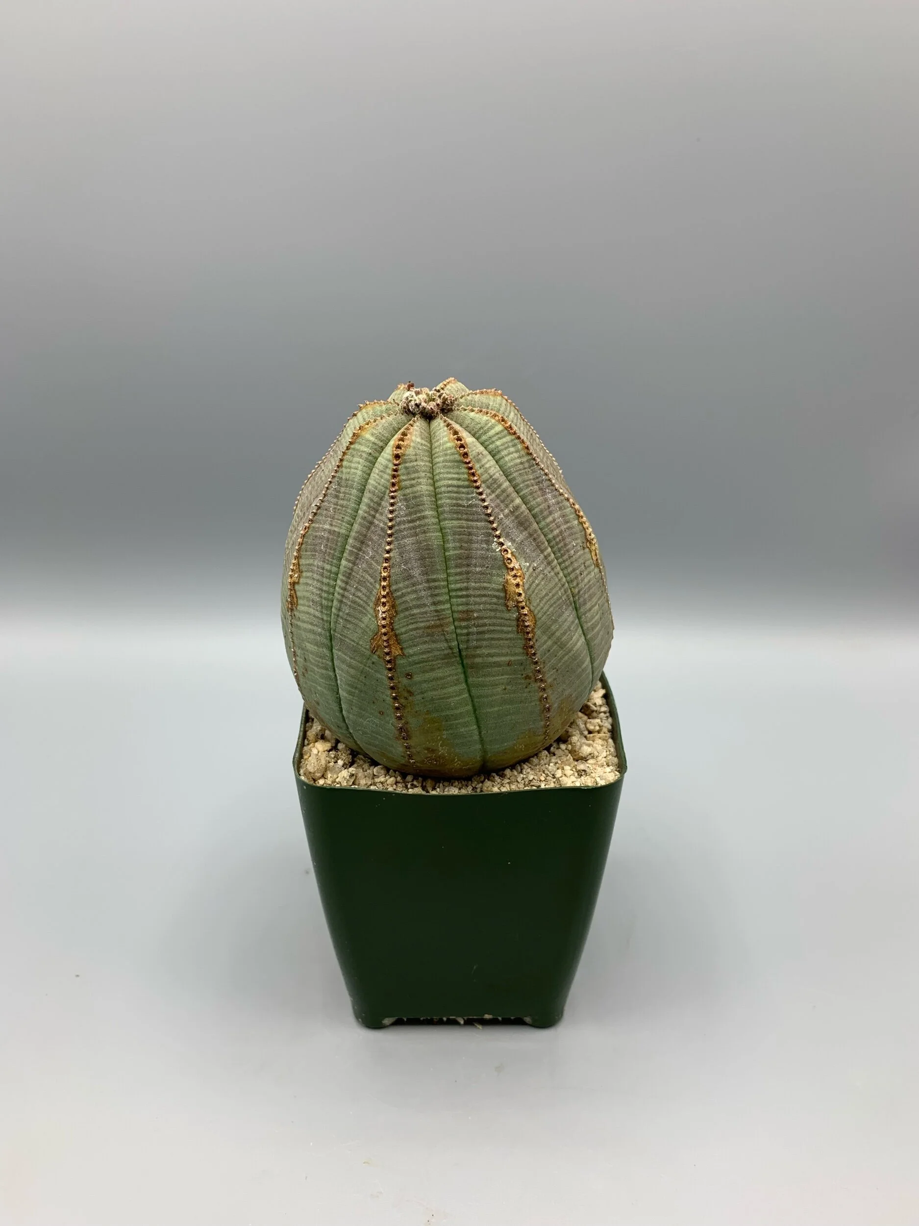 F21F6187-BB7D-4A21-A87F-94315752E12B