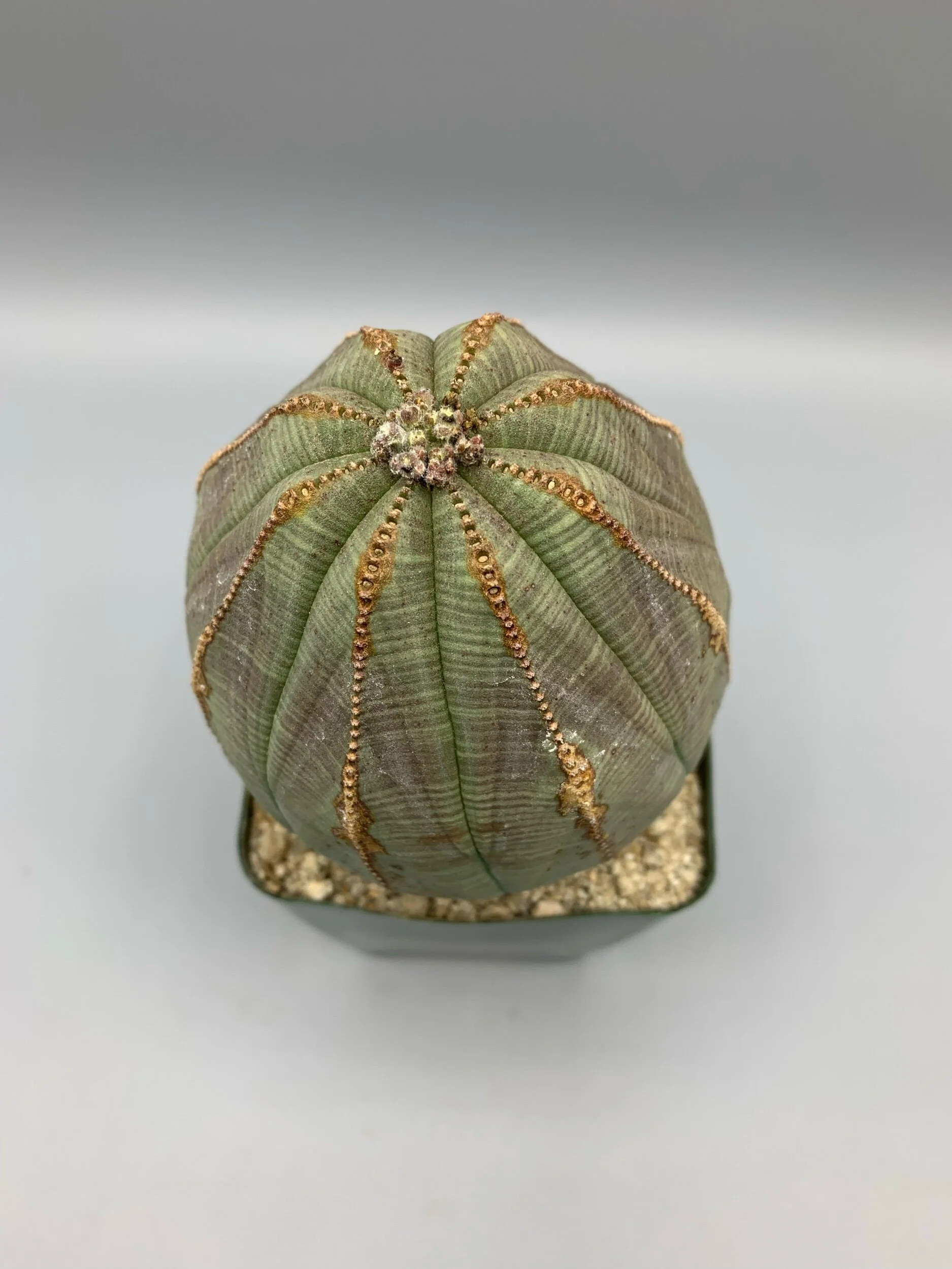 4D8AF02A-13B9-4A8A-89B8-AF1FADC6A6B3