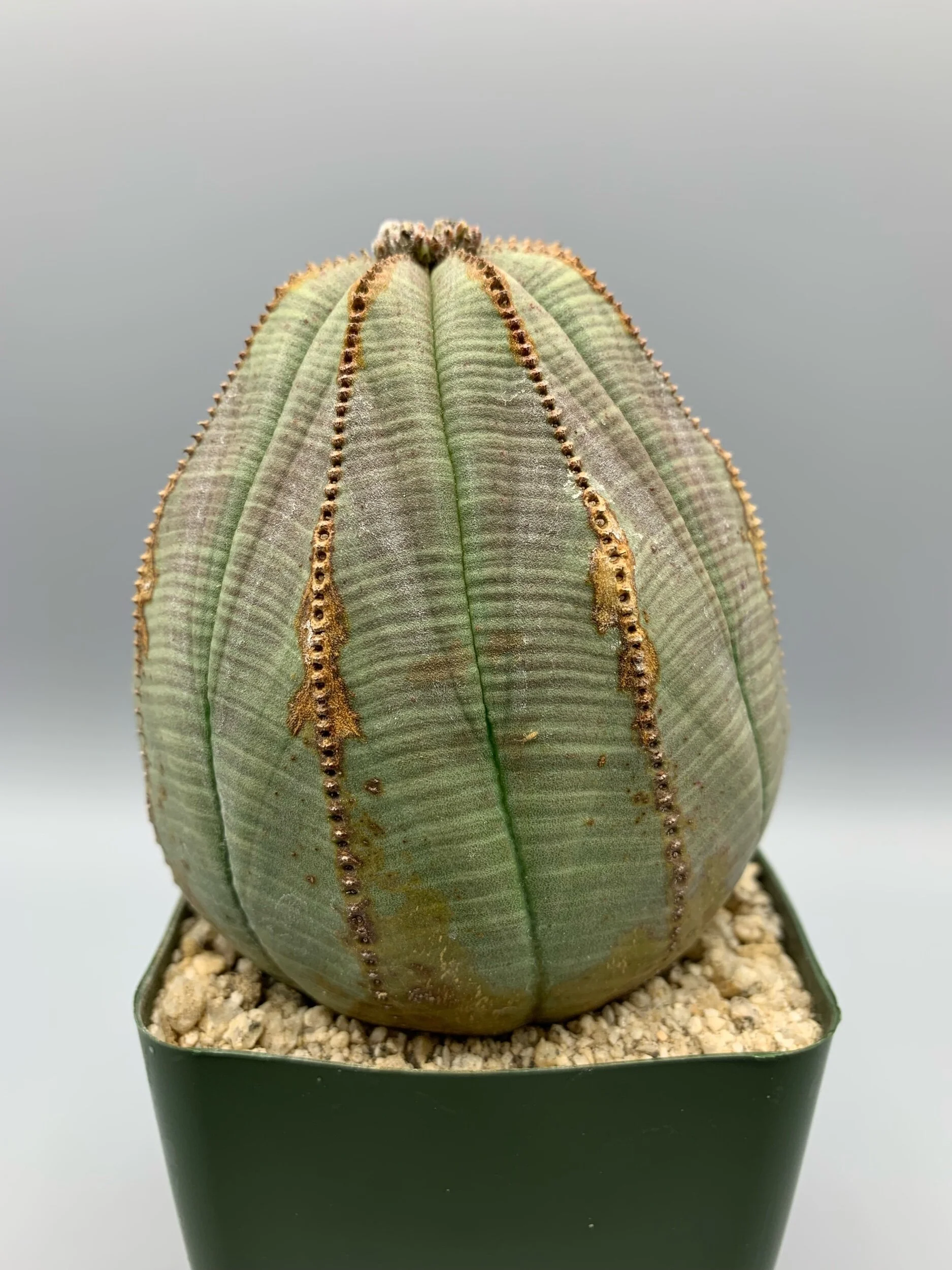 87B6F793-AF76-4ECC-A60B-A024FCBEE7EA