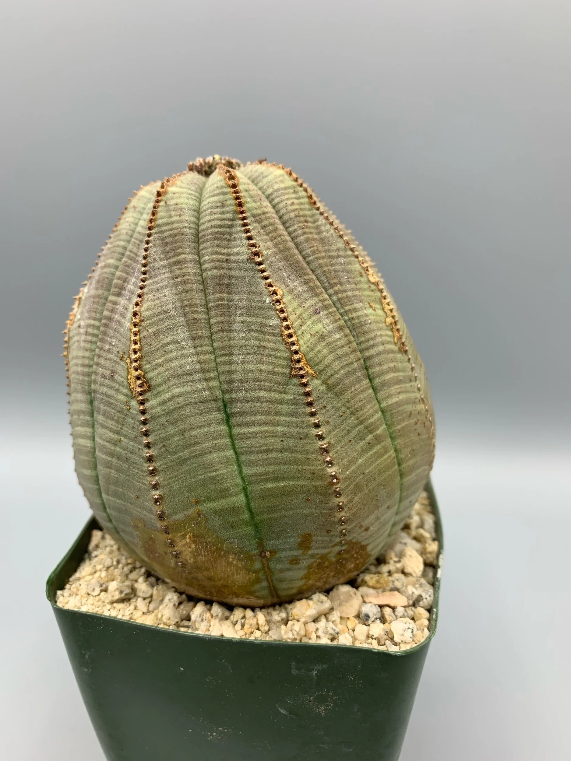 9876EF5C-59A0-4E52-A614-2C4FD54594AE