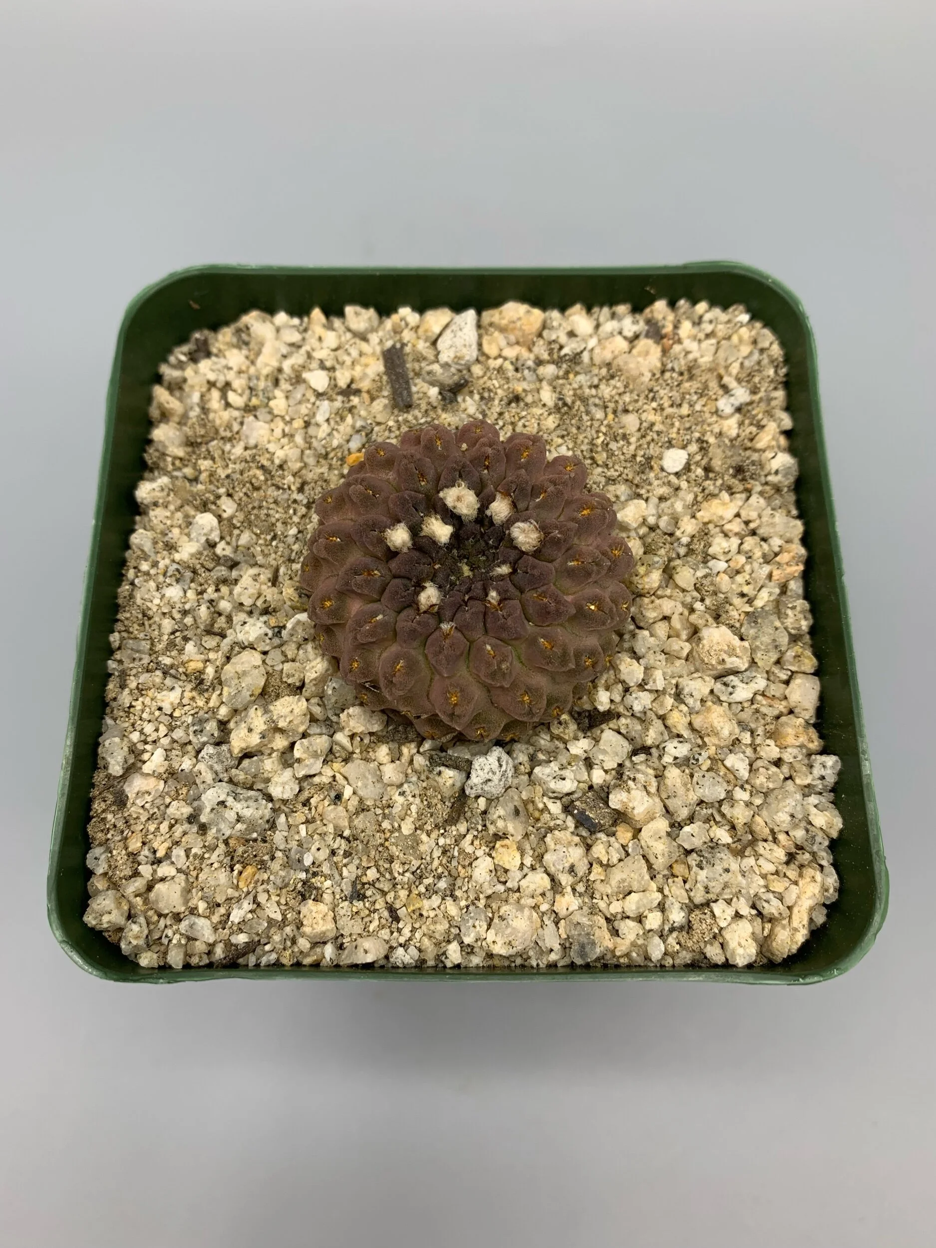 B2F5155D-8F8F-447B-BAF3-C94367567EDF