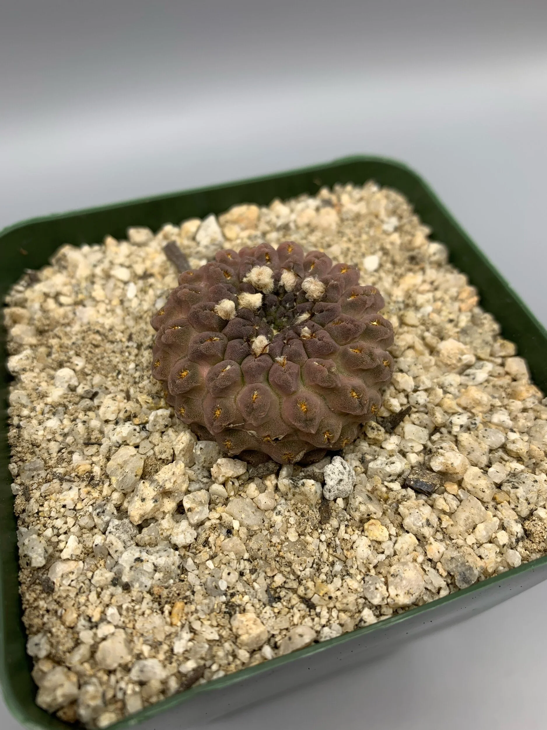 15C6E335-4B0A-4660-A4F3-3A0976C5FF05